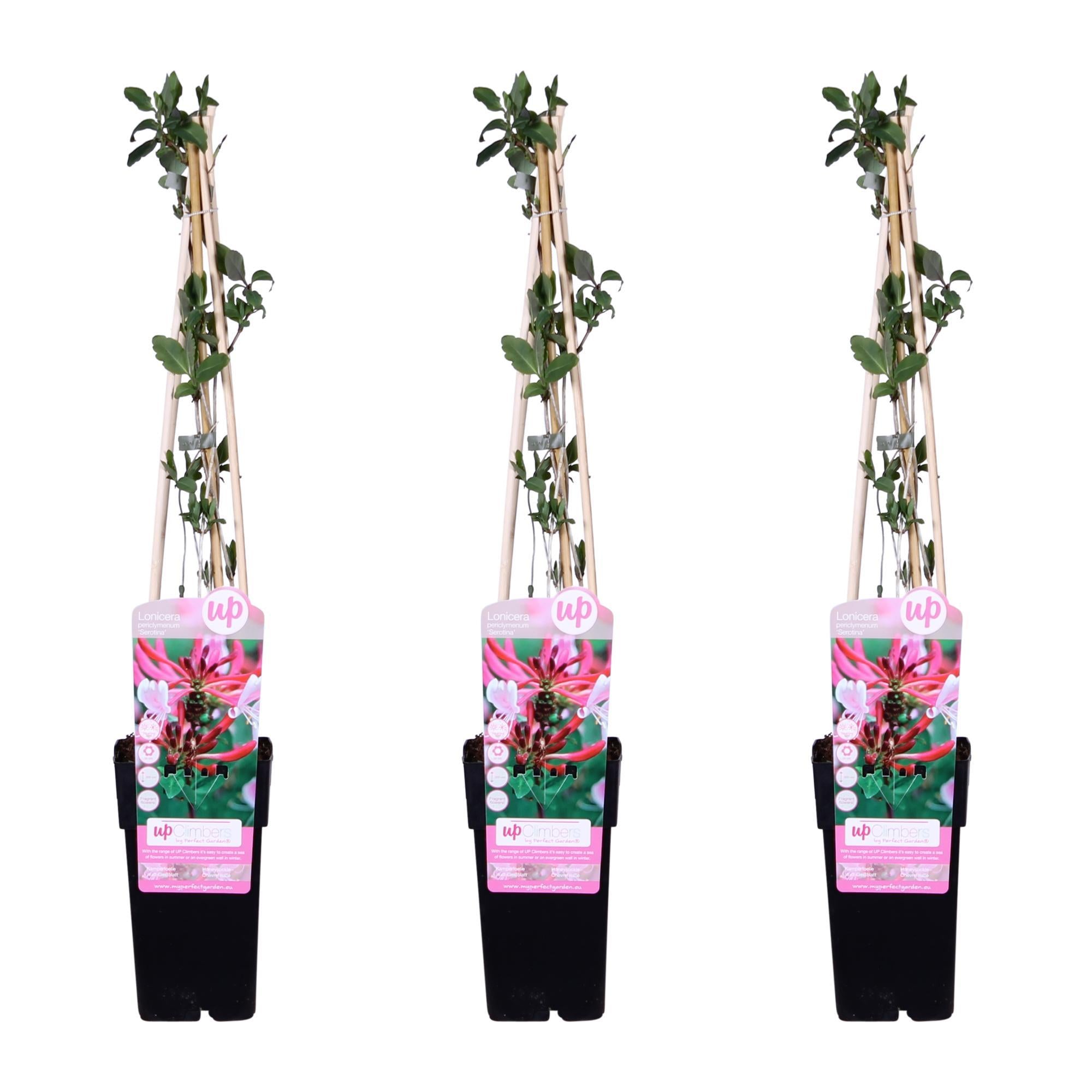 3x - Lonicera periclymenum 'Serotina' - ?65cm - Ø15