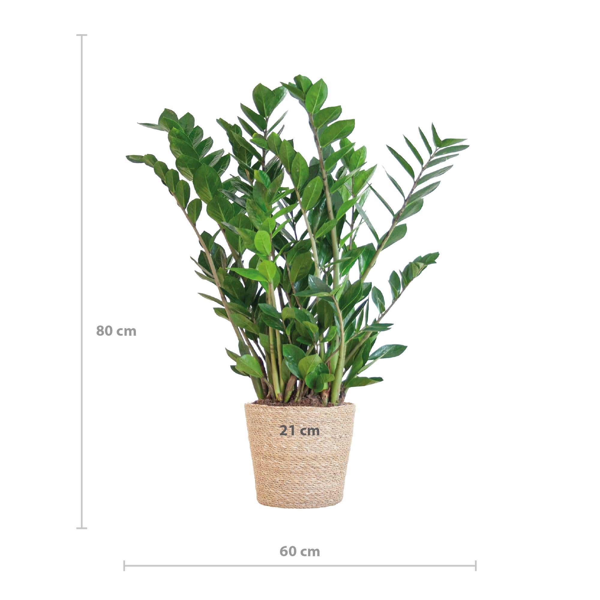 Zamioculcas Zamiifolia met Sofia mand naturel - 80cm - Ø21