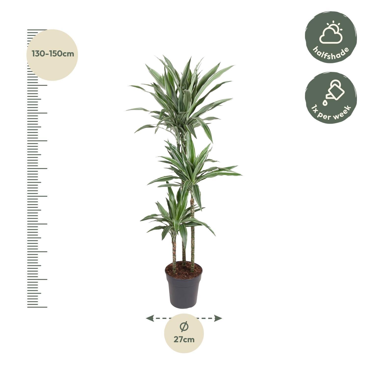 Dracaena Warneckei – 140 cm – ø27