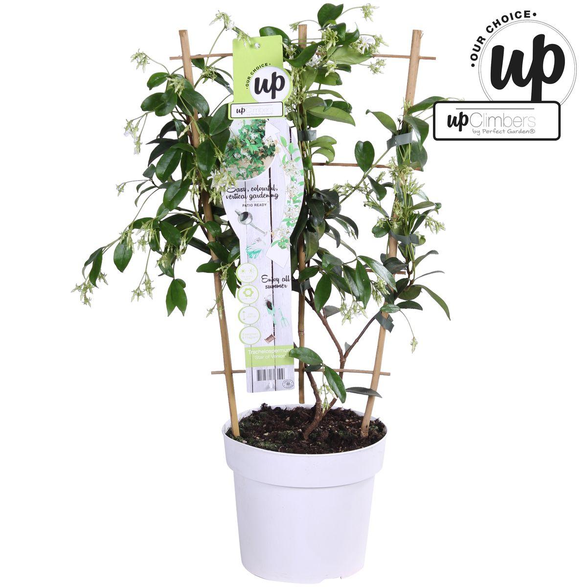 Trachelospermum 'Star of Venice' - Toscaanse Jasmijn Wit