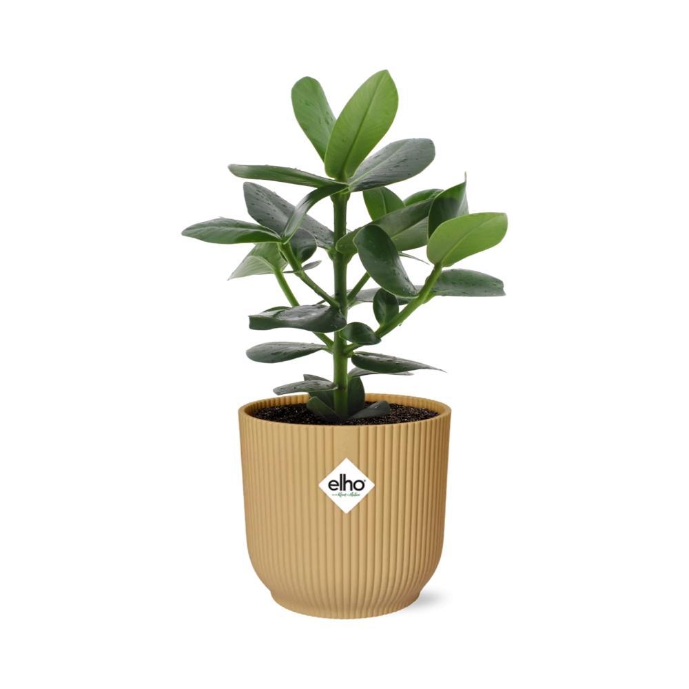 Clusia Princess im ELHO Vibes Fold 14cm gelb