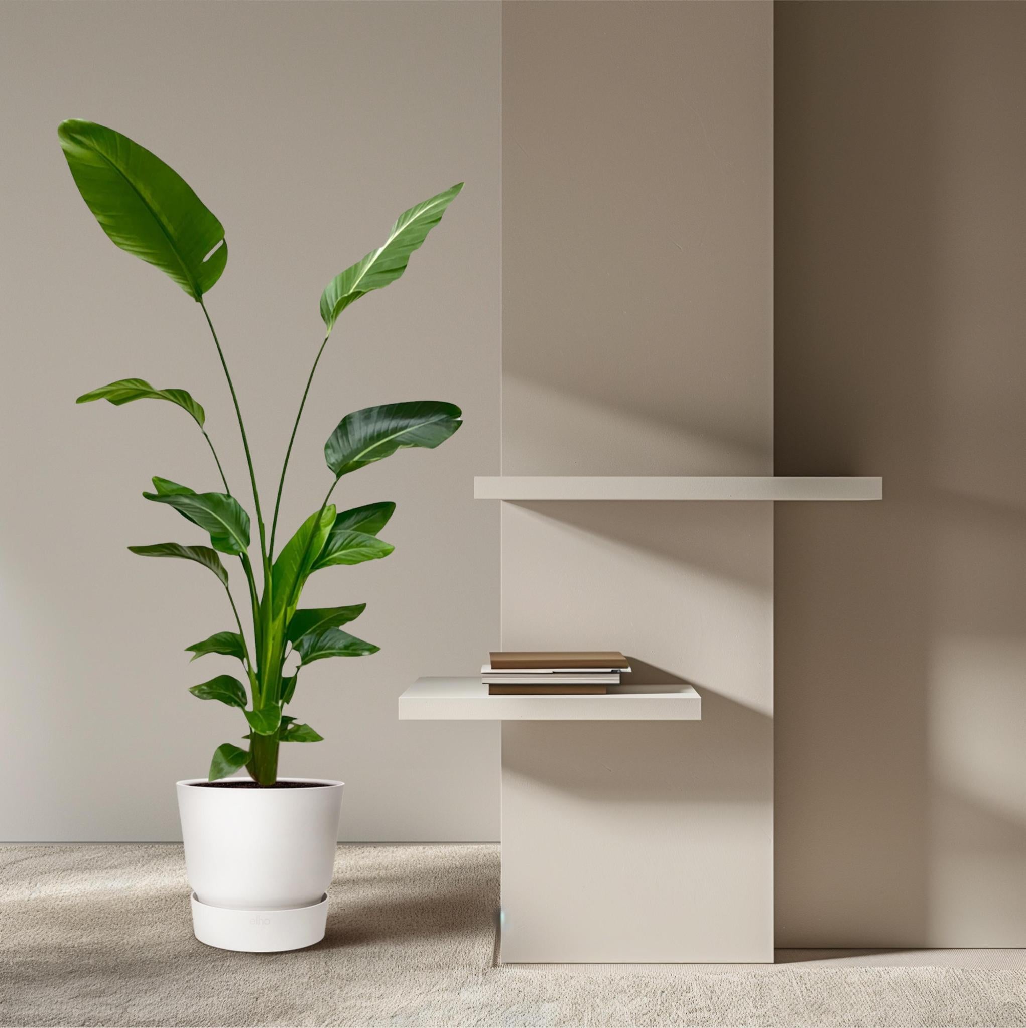 Strelitzia Nicolai - 170 cm - ?21