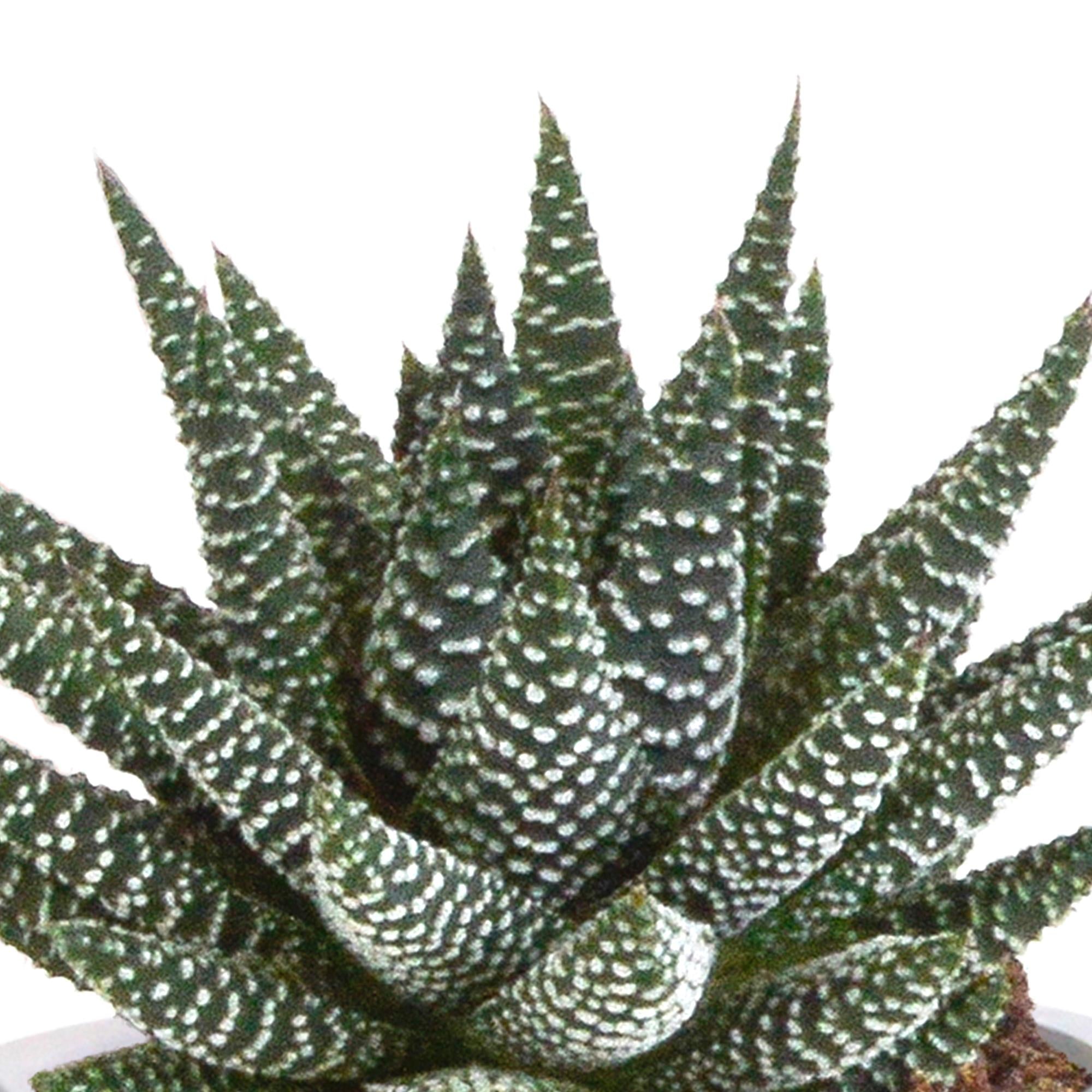 Gasteria/Haworthia mix 8,5cm - 3x - in terracotta pot