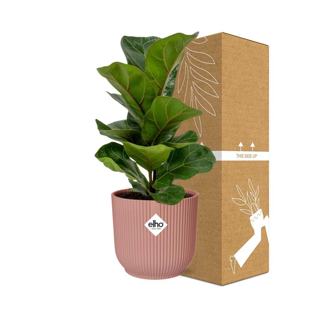 Ficus Lyrata 'Bambino' in ELHO Vibes Fold 14cm roze