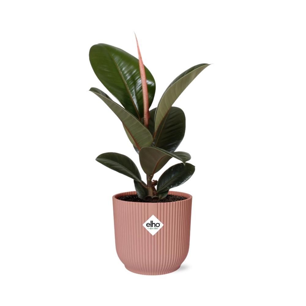 Ficus Elastica 'Robusta' in ELHO Vibes Fold 14cm roze