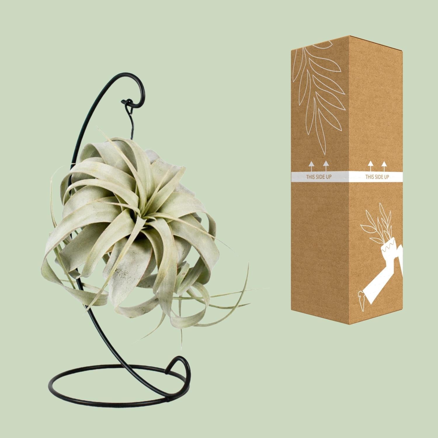 Tillandsia Koning Xero - Ø12cm - ↕23cm