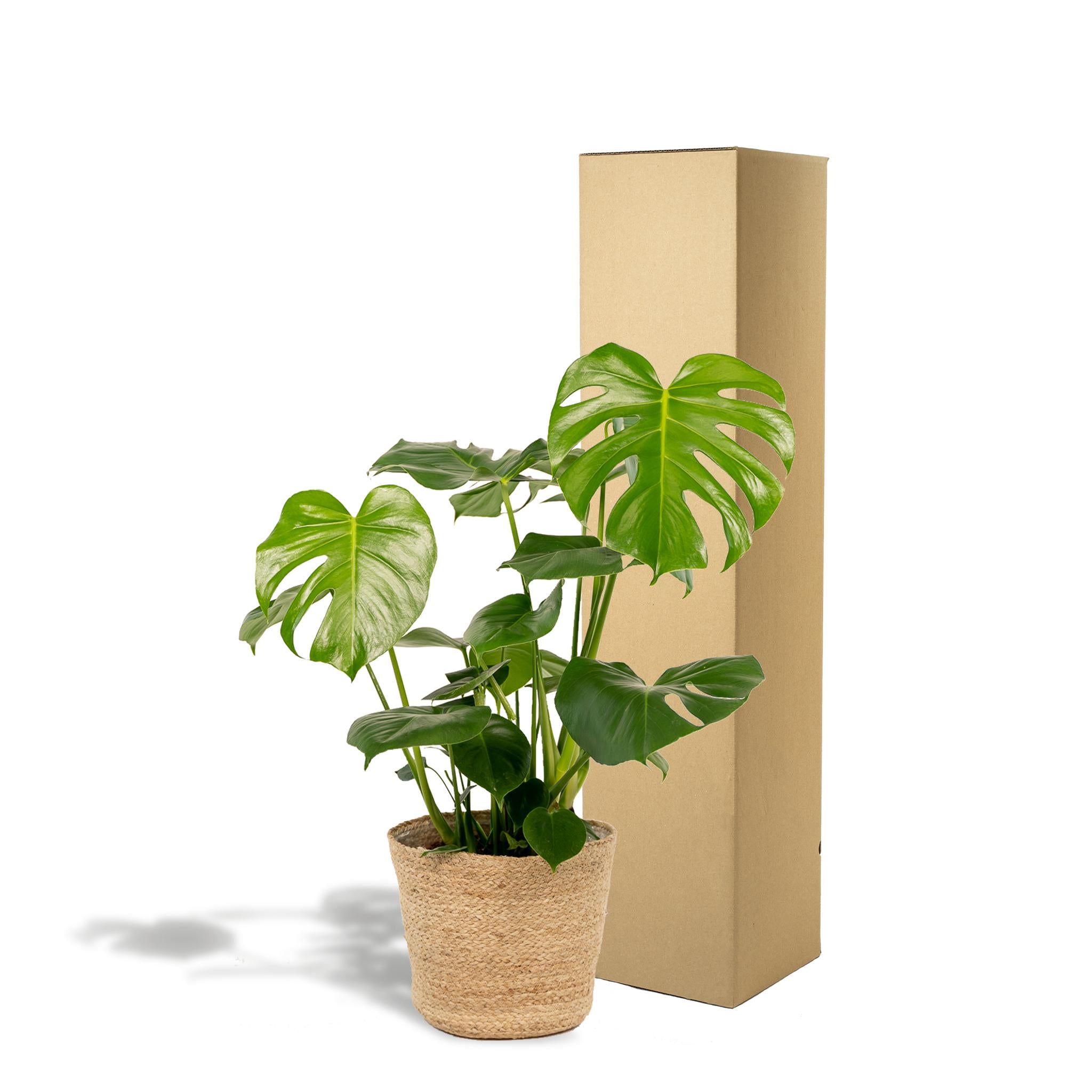 Monstera Deliciosa - ?80cm - Ø21cm + Mand Selin