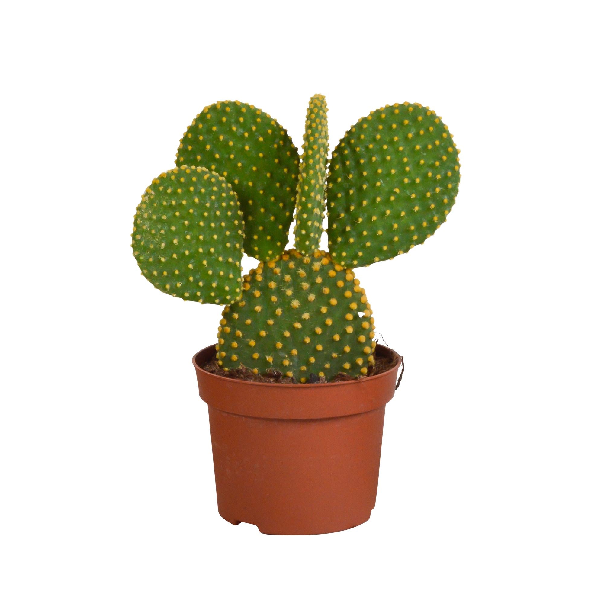Opuntia microdasys - 12cm - zonder pot