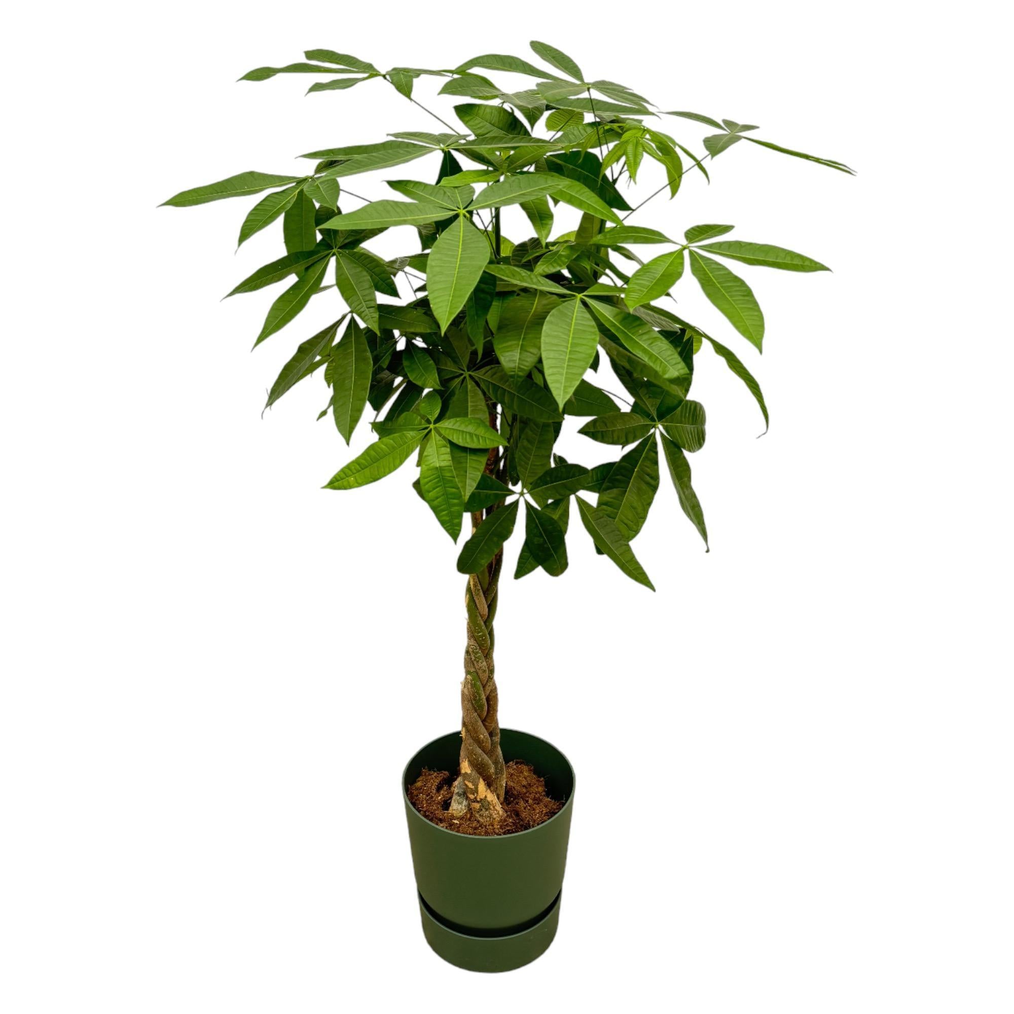 Pachira Aquatica inclusief elho Greenville Rond groen - 160cm - Ø30