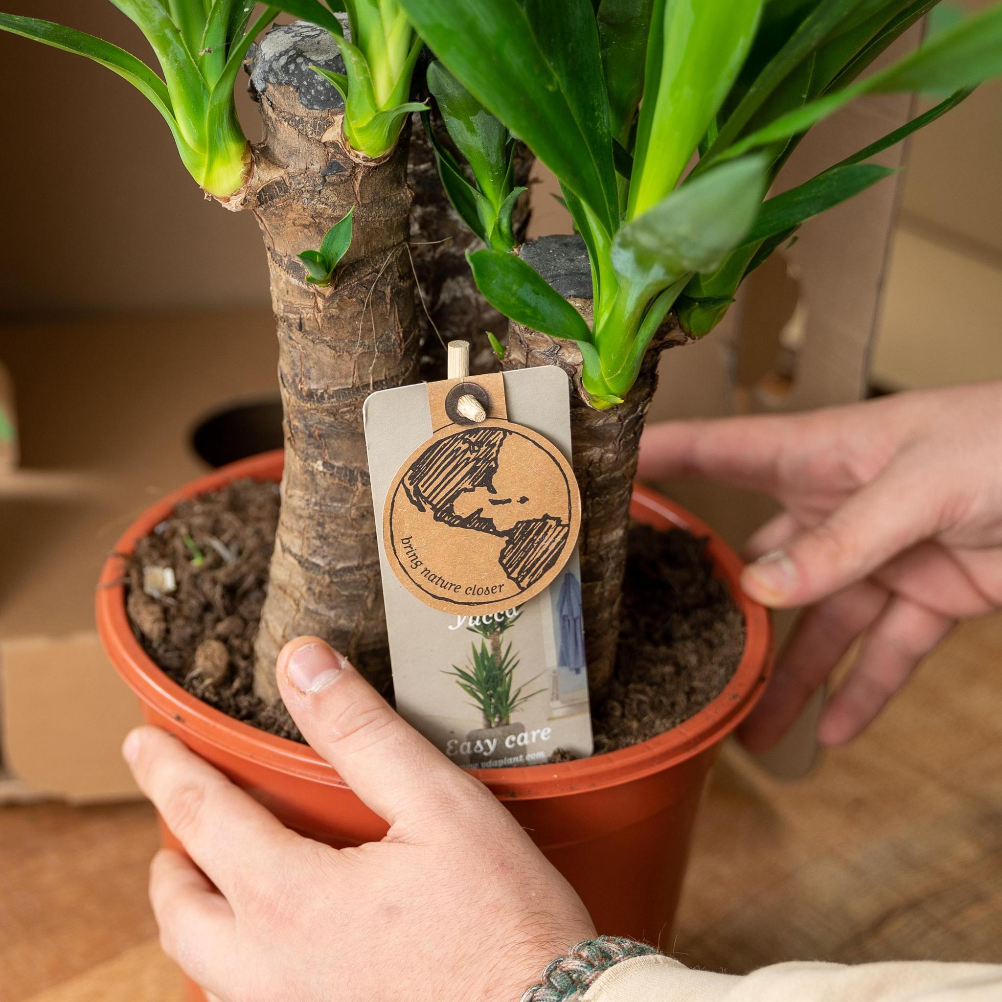 Yucca-Ø17cm - ↕90cm