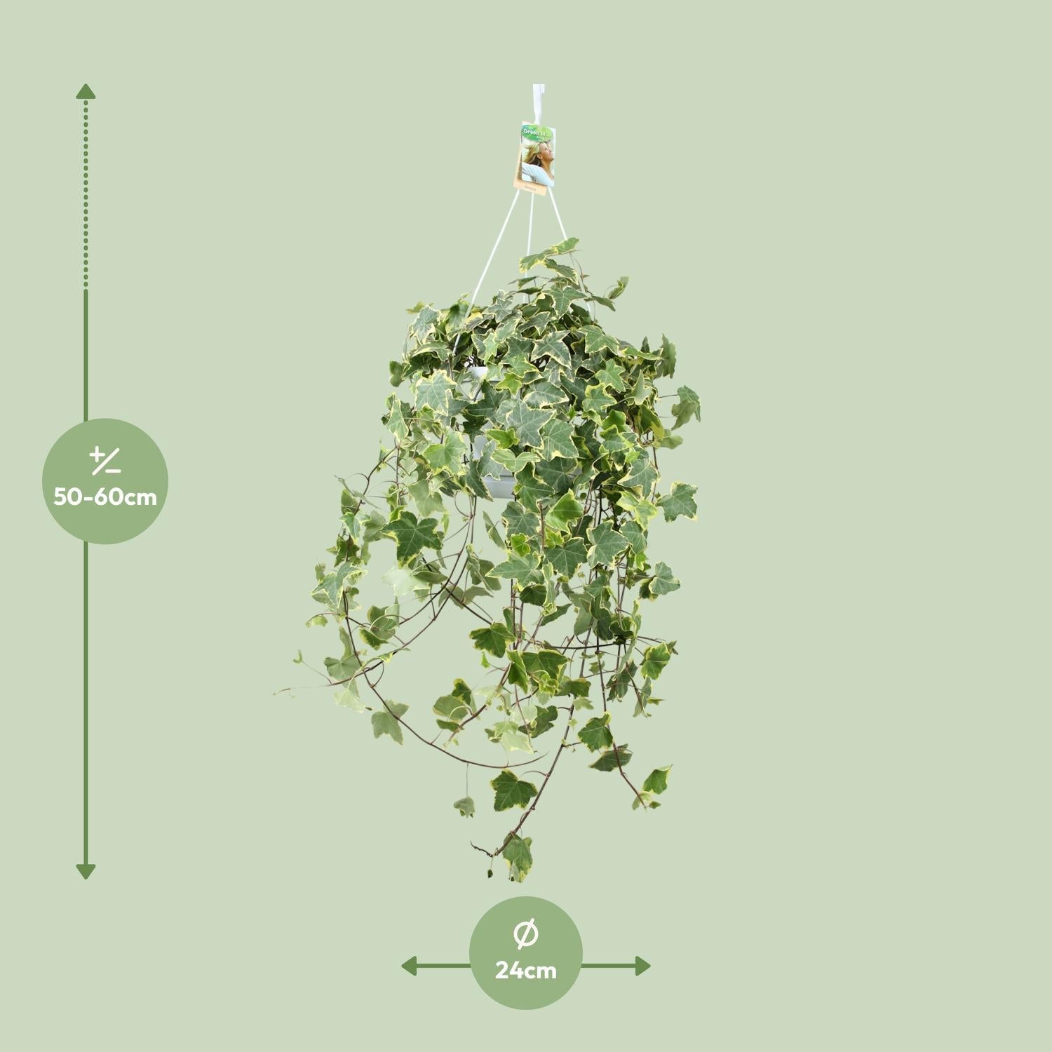 Hedera Helix Gold Kind - Hängen/XXL - Ø24cm - ↕cm