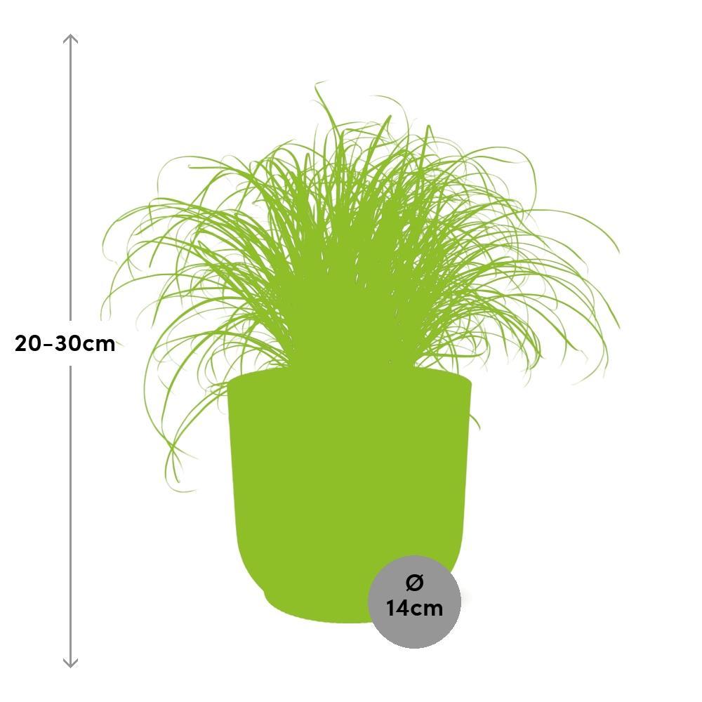 Cyperus Alternifolius Zumula in ELHO Vibes Fold 14cm rosa