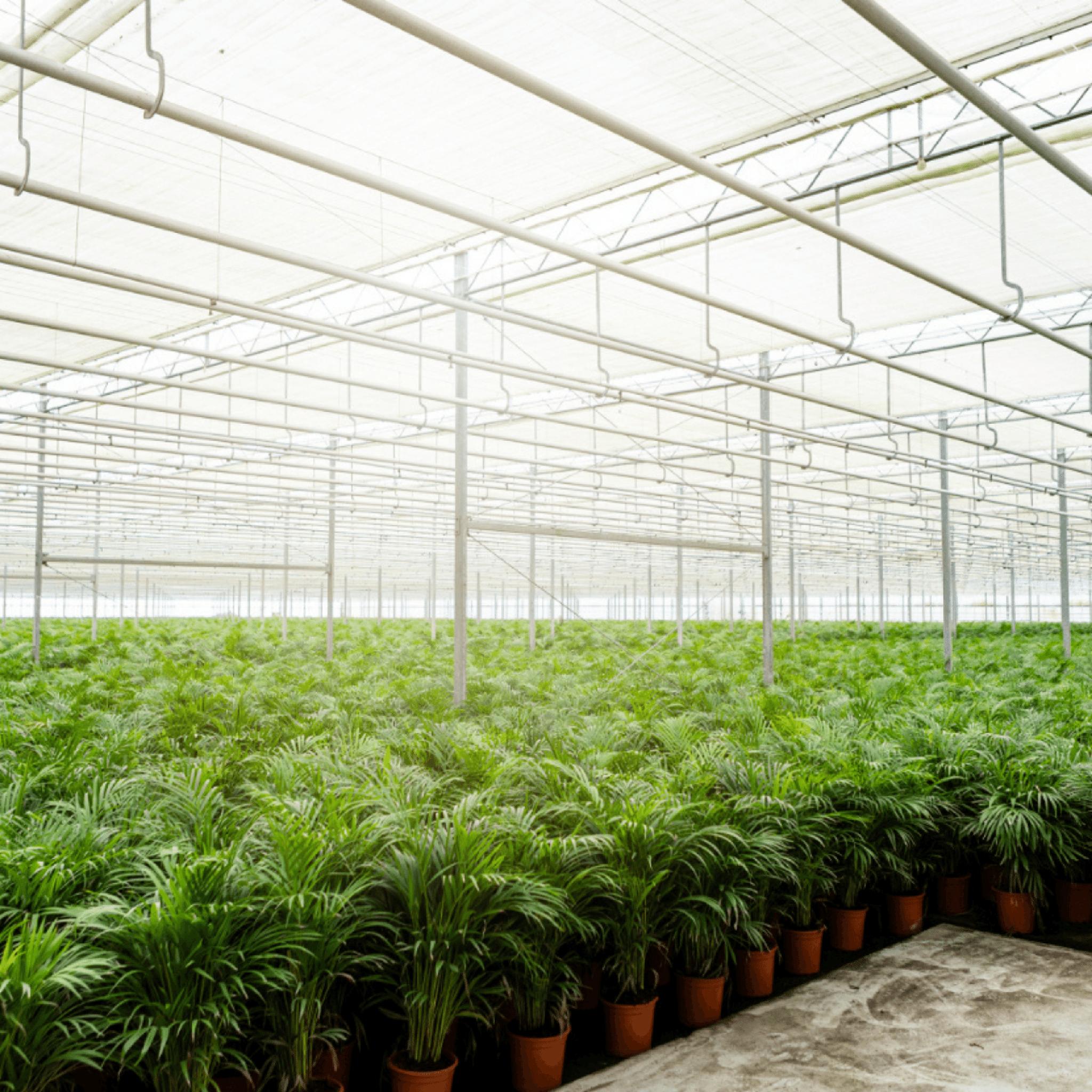 Areca-Palme - Ø19cm - ↕85cm