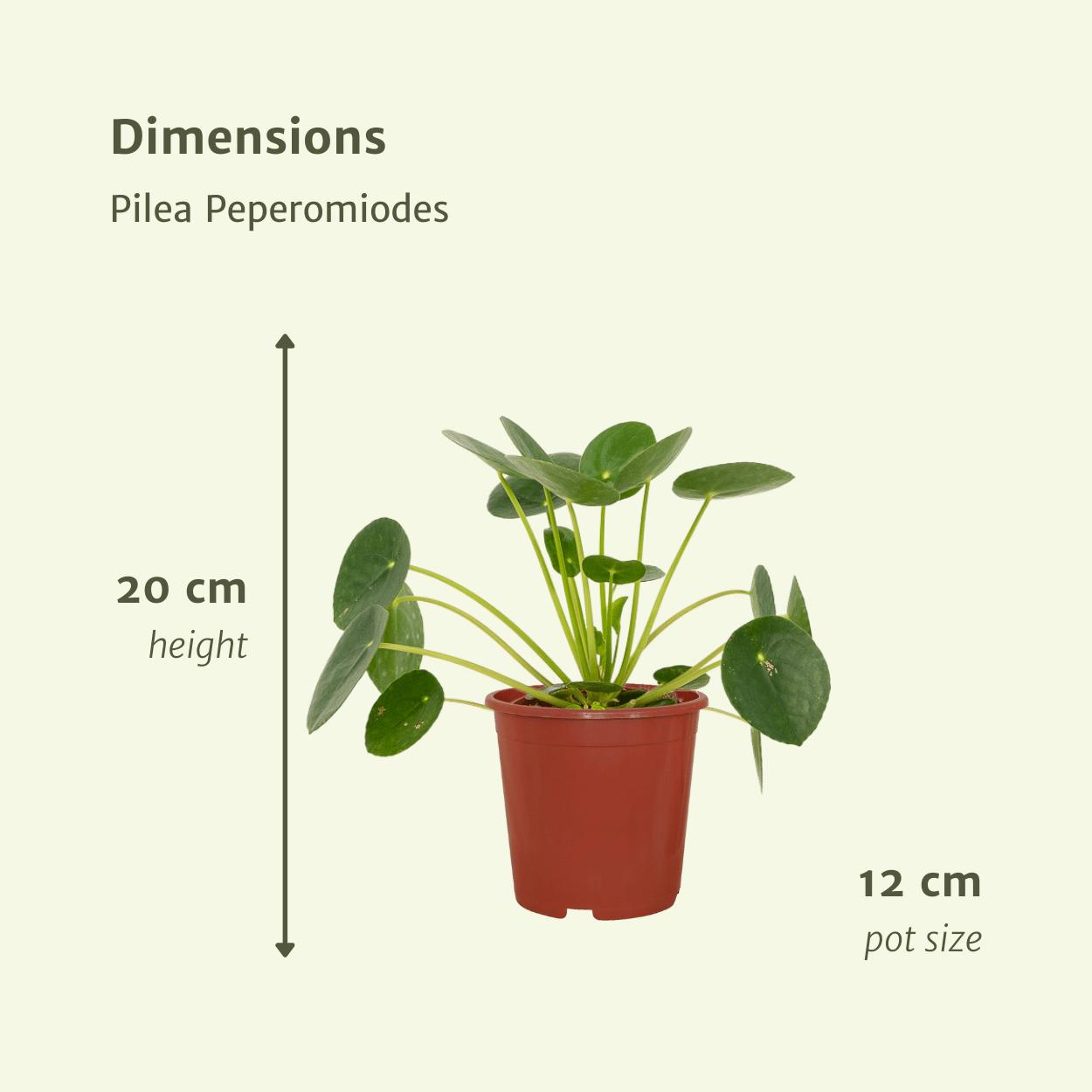 2x Pilea Peperomiodes - Pannenkoekenplant - 20cm - ø12