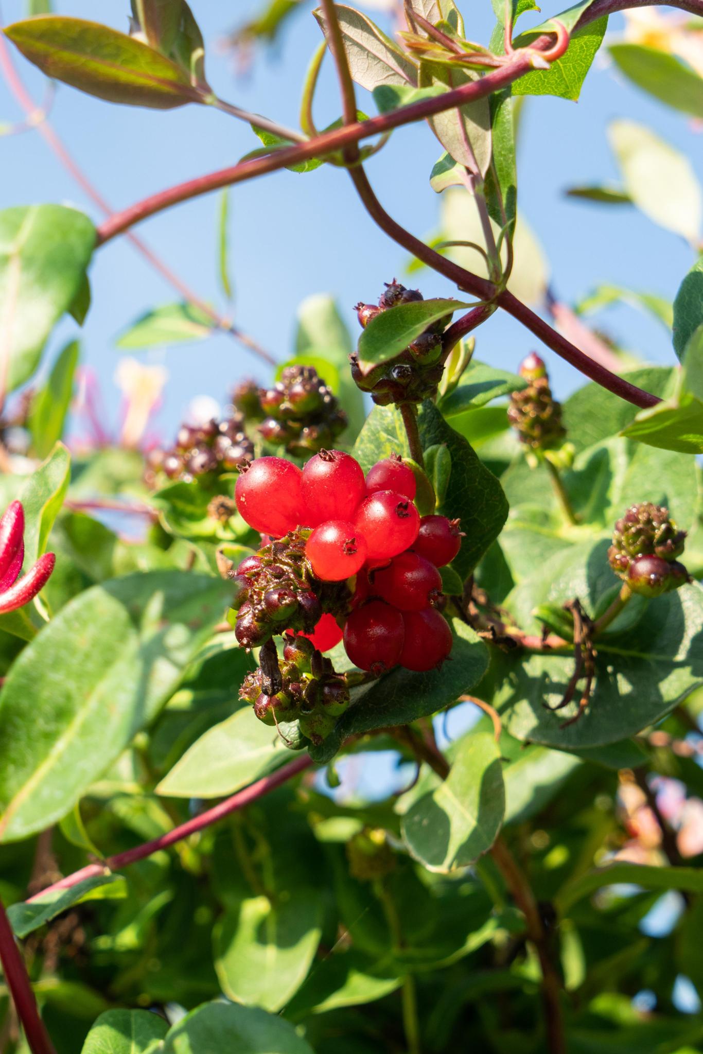 4x - Lonicera periclymenum 'Serotina' - ?65cm - Ø15
