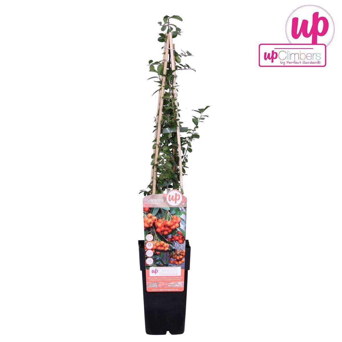 Vuurdoorn 'Orange Glow' - ?65cm - Ø15