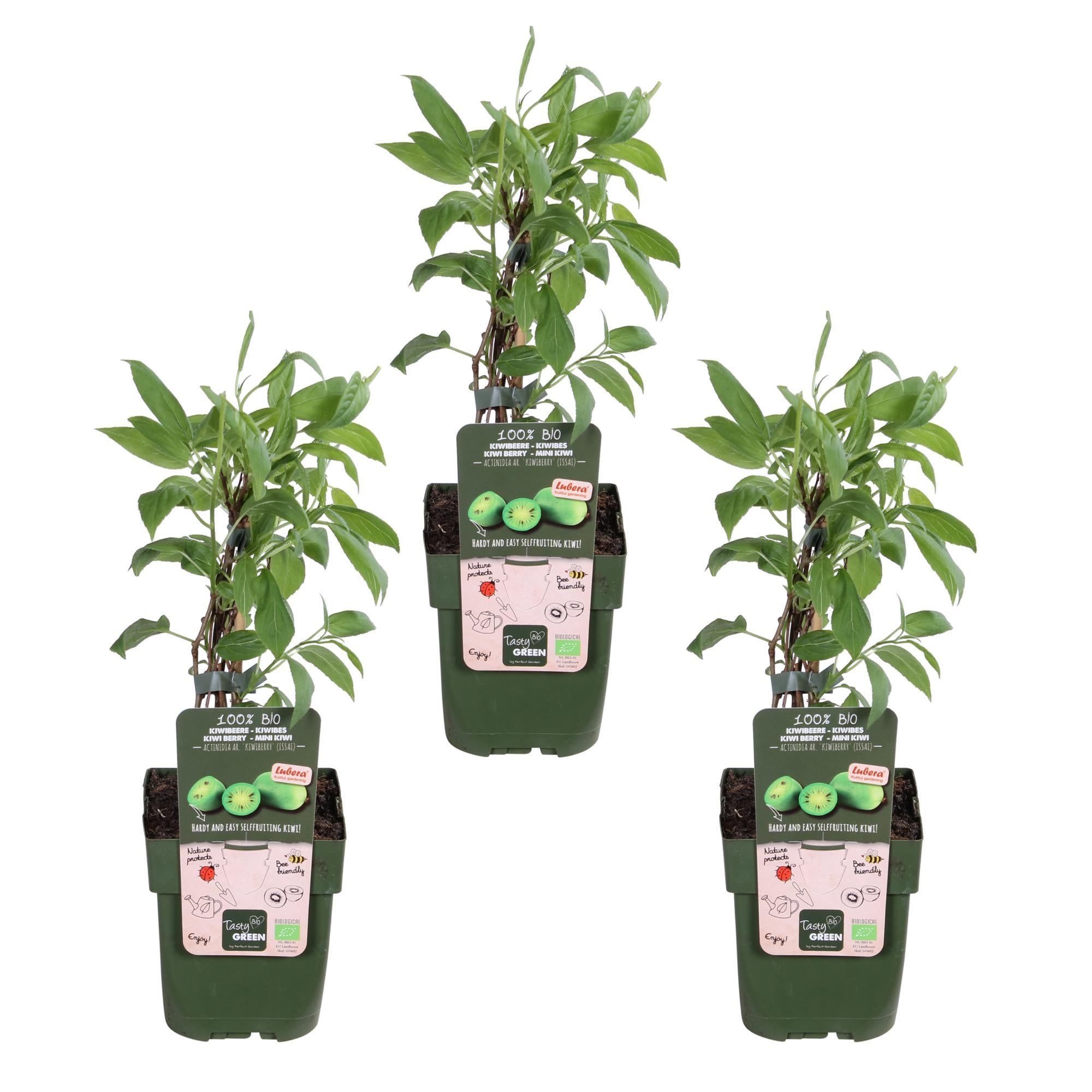 3x - Actinidia arguta 'Issai' - ?45cm - Ø13