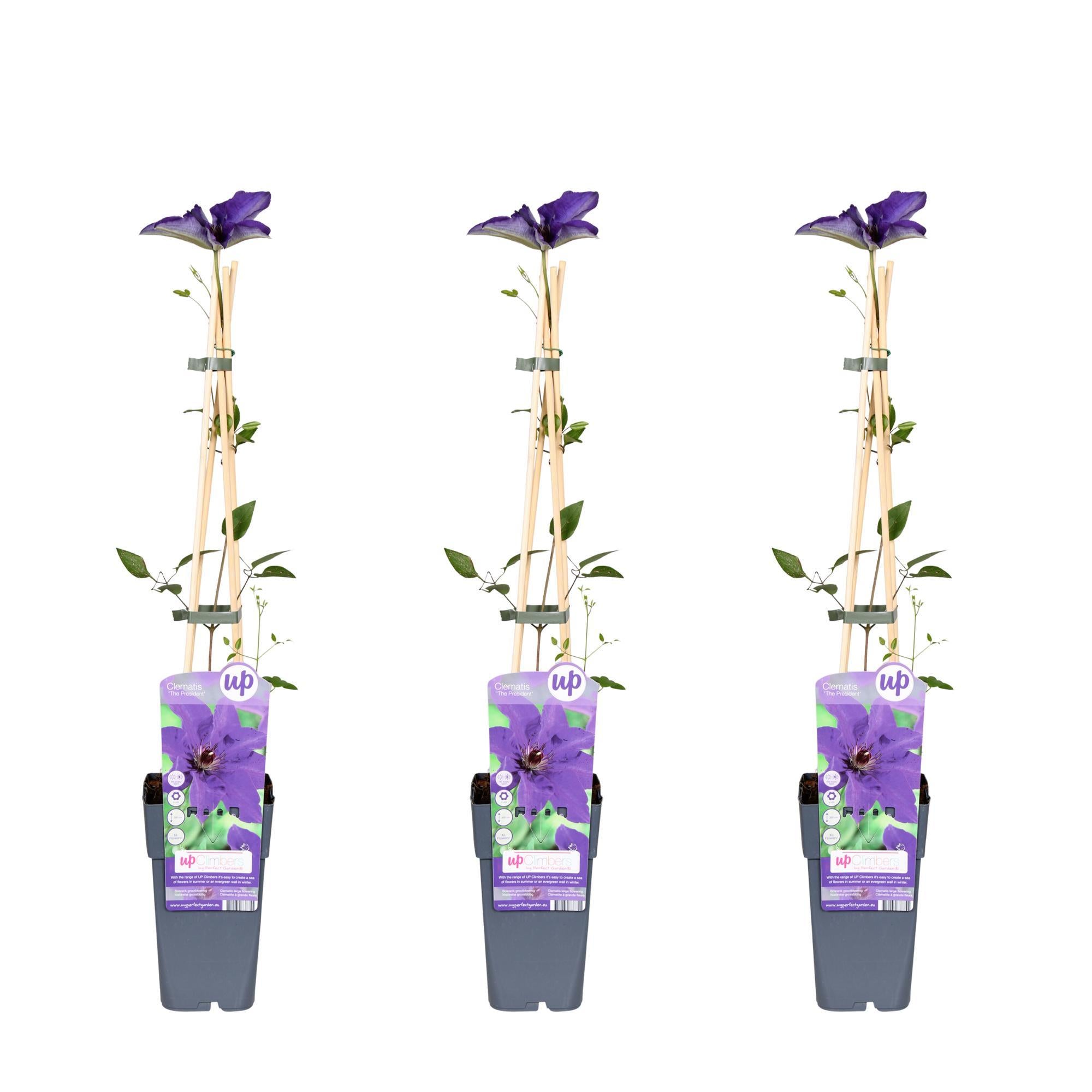 3x - Clematis De President - ?65cm - Ø15