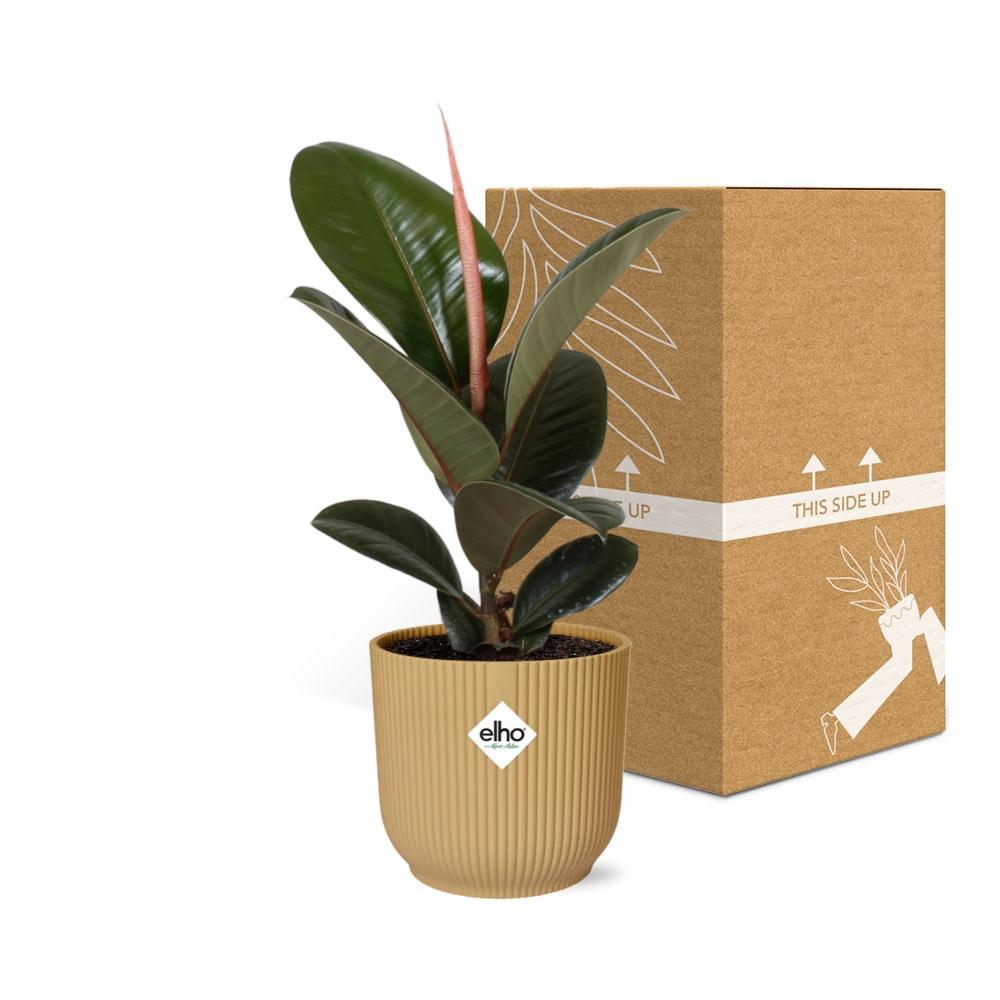 Ficus Elastica 'Robusta' in ELHO Vibes Fold 14cm geel