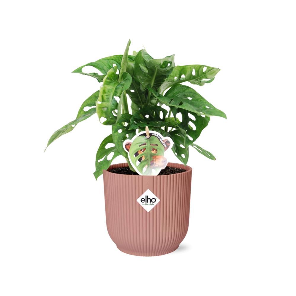 Monstera 'Monkey Leaf' in ELHO Vibes Fold 14cm roze