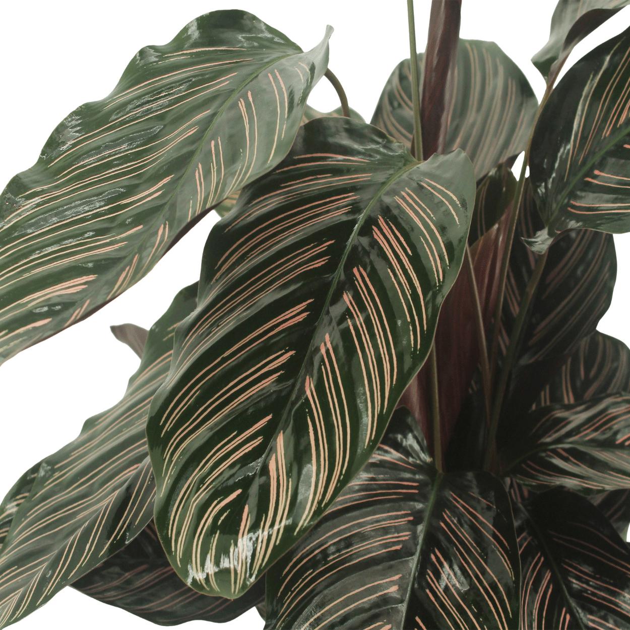 2x Calathea Ornata - Pauwenpflanze - 50cm - ø14