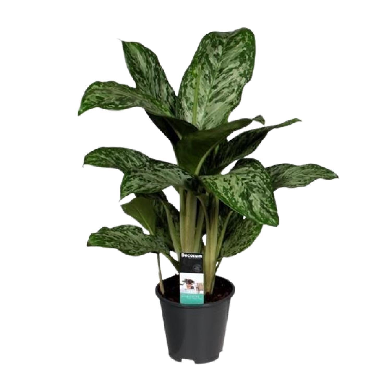 Aglaonema Groenlicht (Decorum) - Ø17cm - ↕60cm