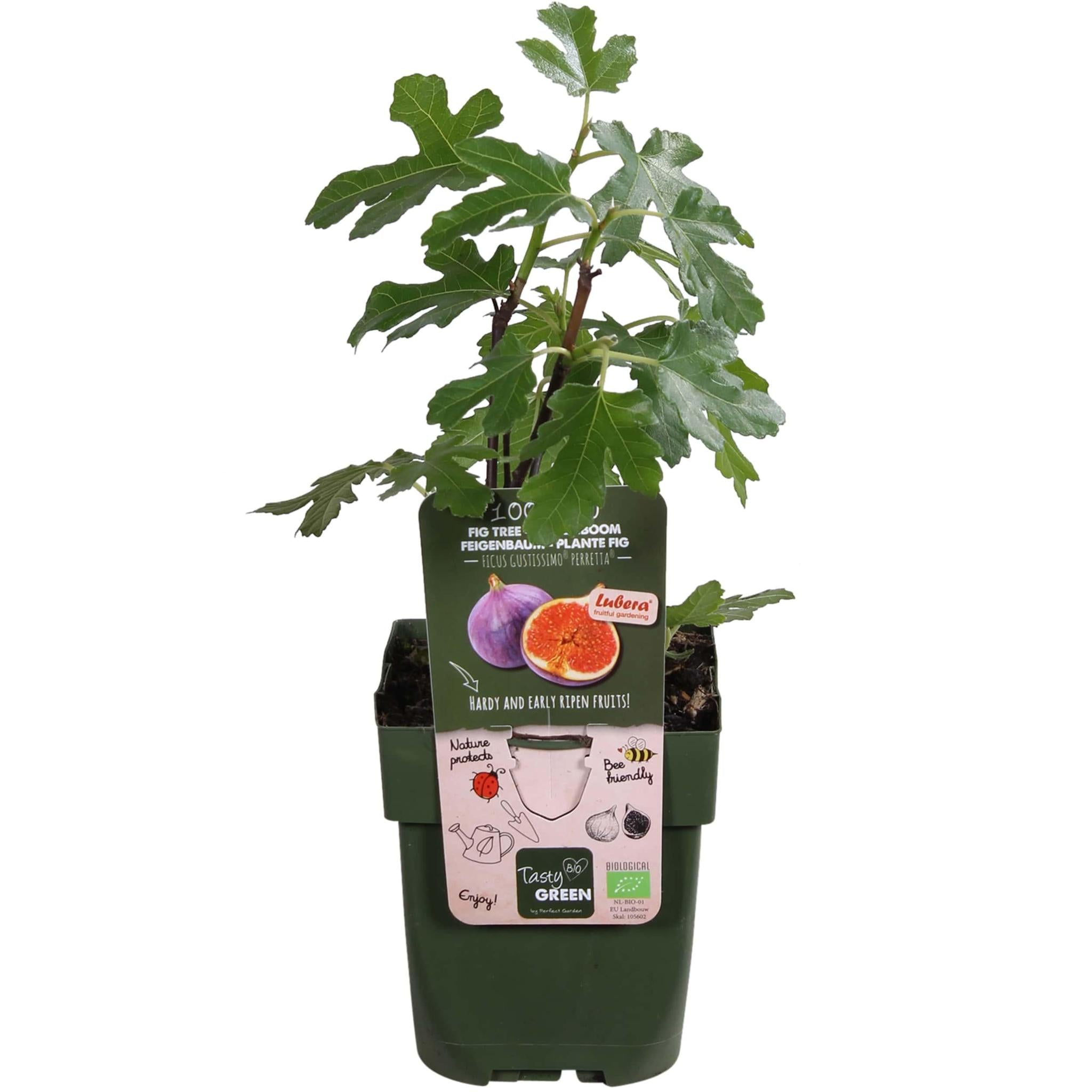 Ficus Gustissimo Perretta - Ø13 -?45cm