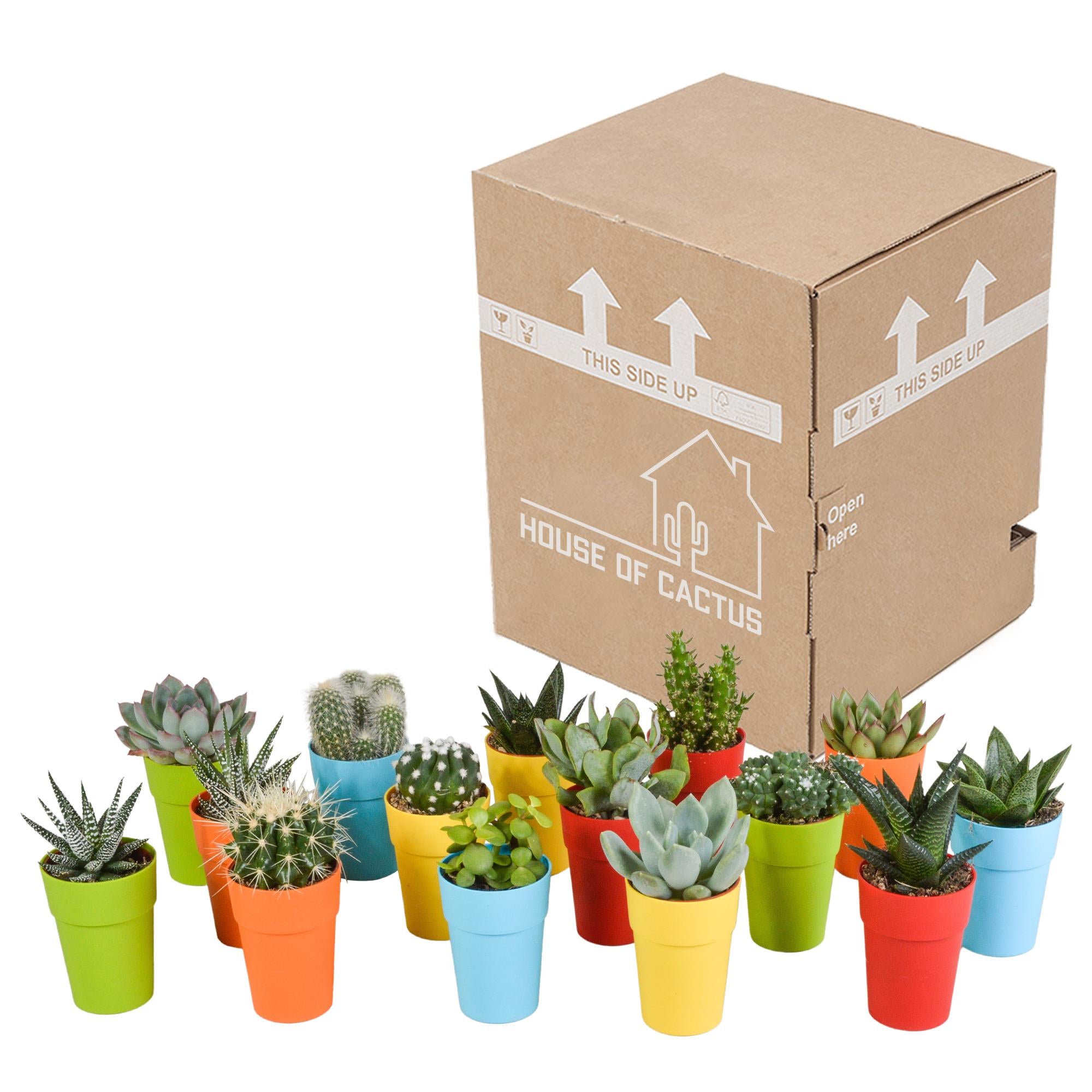 Cactus en vetplantenmix 5,5 cm | 15 stuks - in kunststof pot