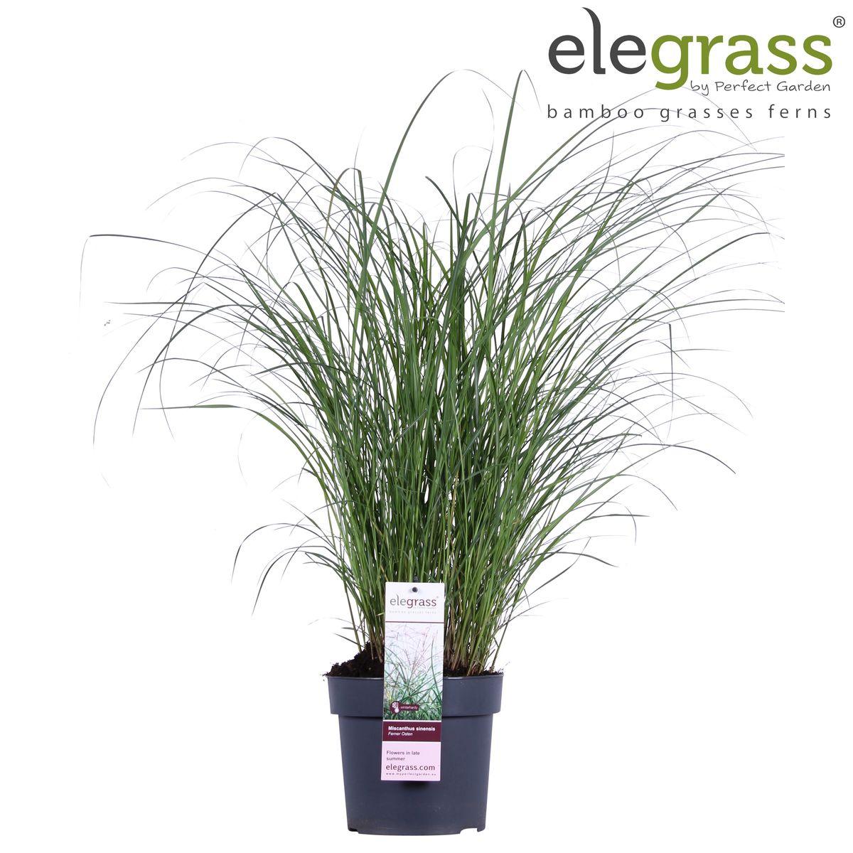 Miscanthus sinensis Ferner Osten - Ø23 -?60cm