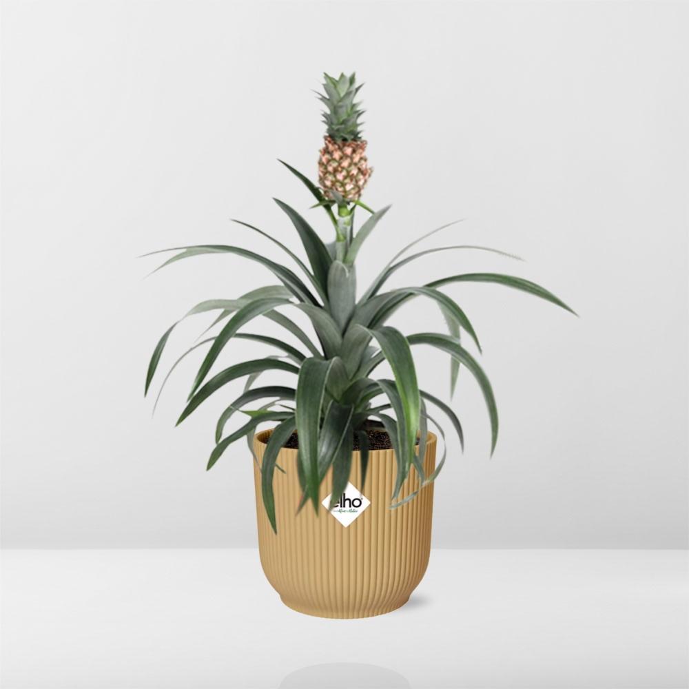 Ananas Mi Amigo in ELHO Vibes Fold 14cm gelb