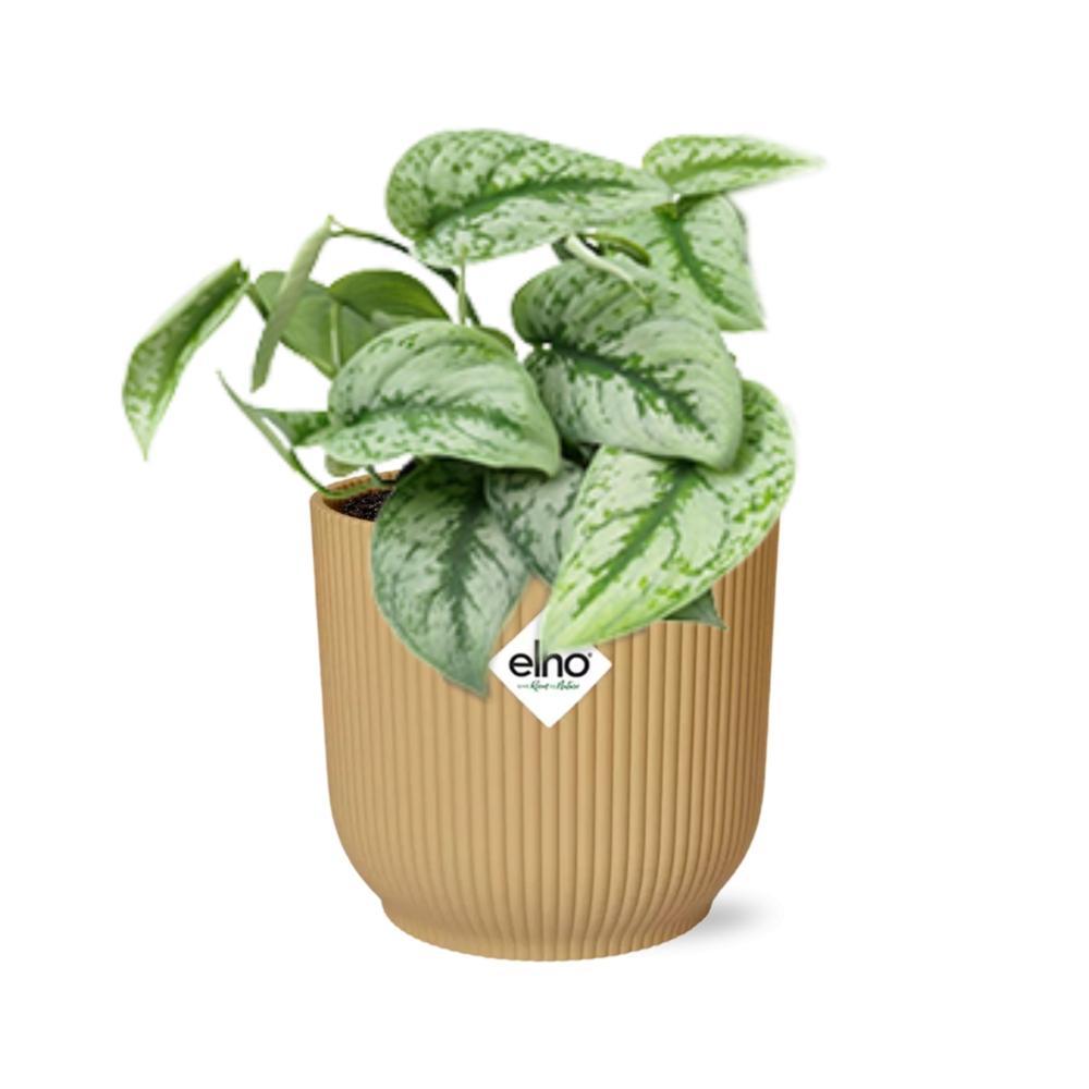 Scindapsus Pictus 'Trebie' in ELHO Vibes Fold 14cm geel