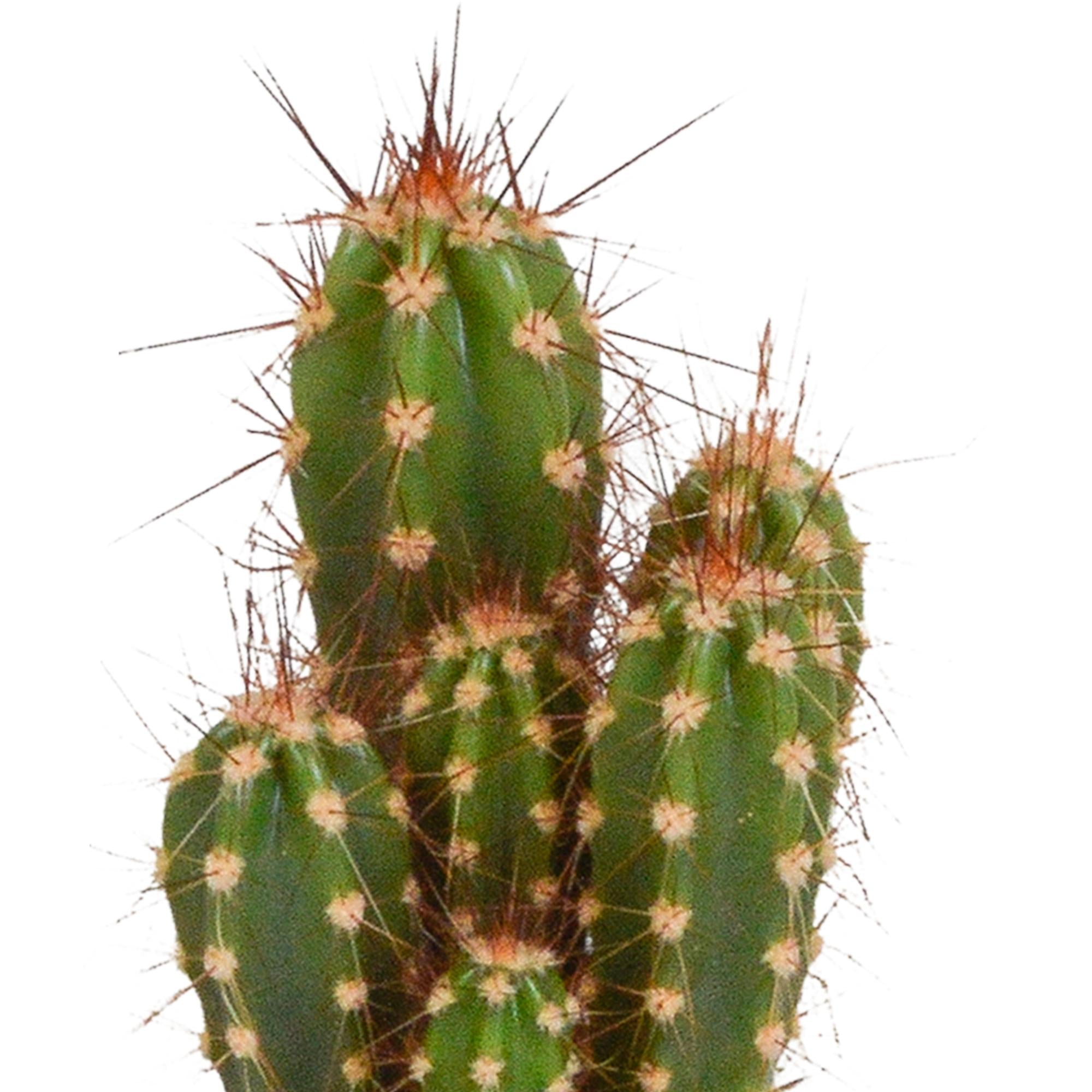 Cactus en vetplantenmix 5,5 cm | 15 stuks - zonder pot