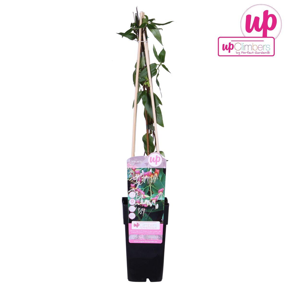 Lonicera henryi - ?65cm - Ø15