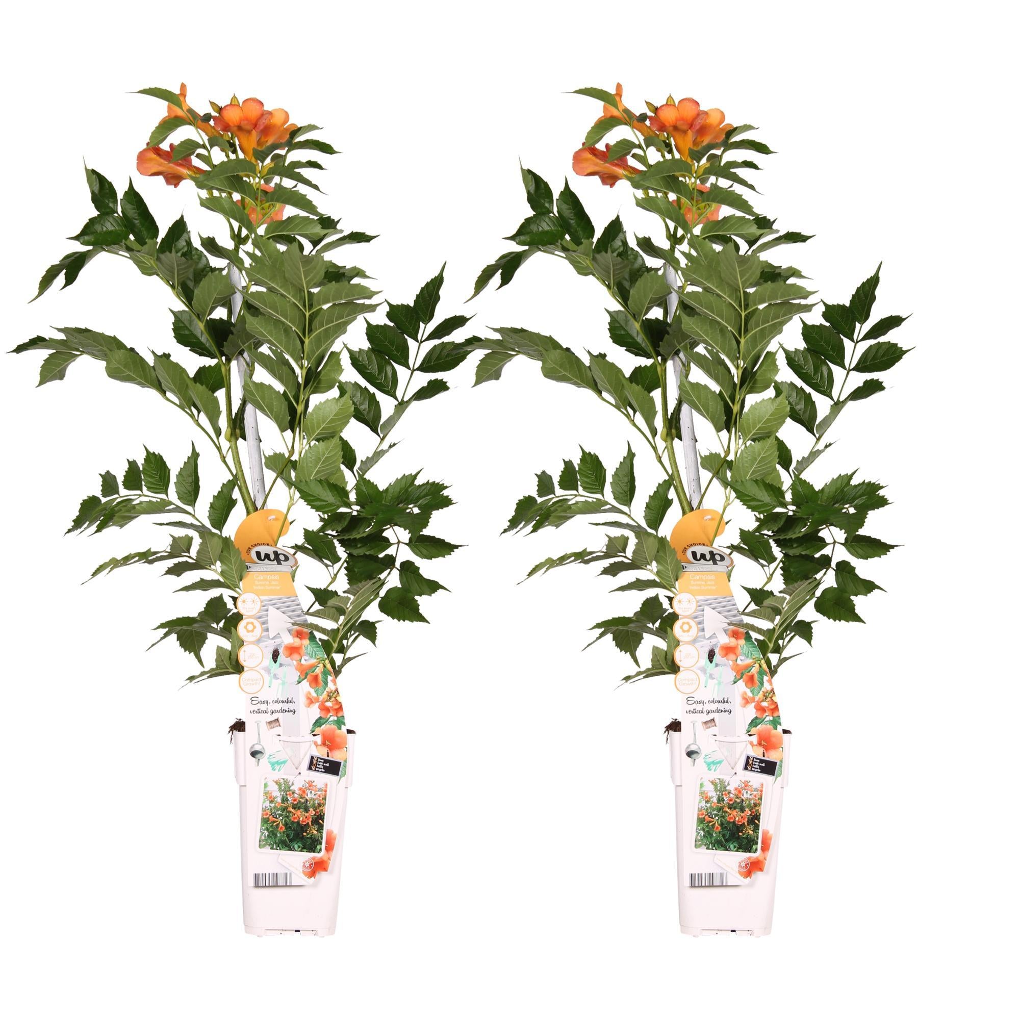 2x - Campsis 'Indian Summer' - ?65cm - Ø15