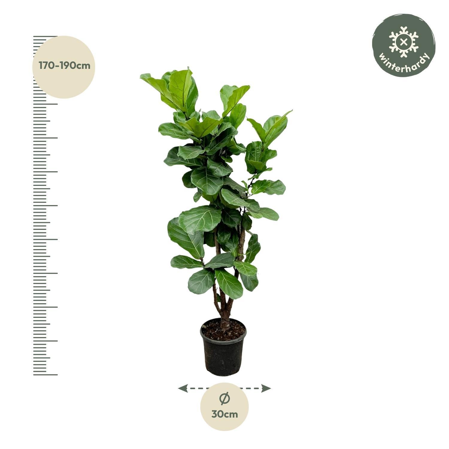Ficus Lyrata vertakt - 180cm - ?30