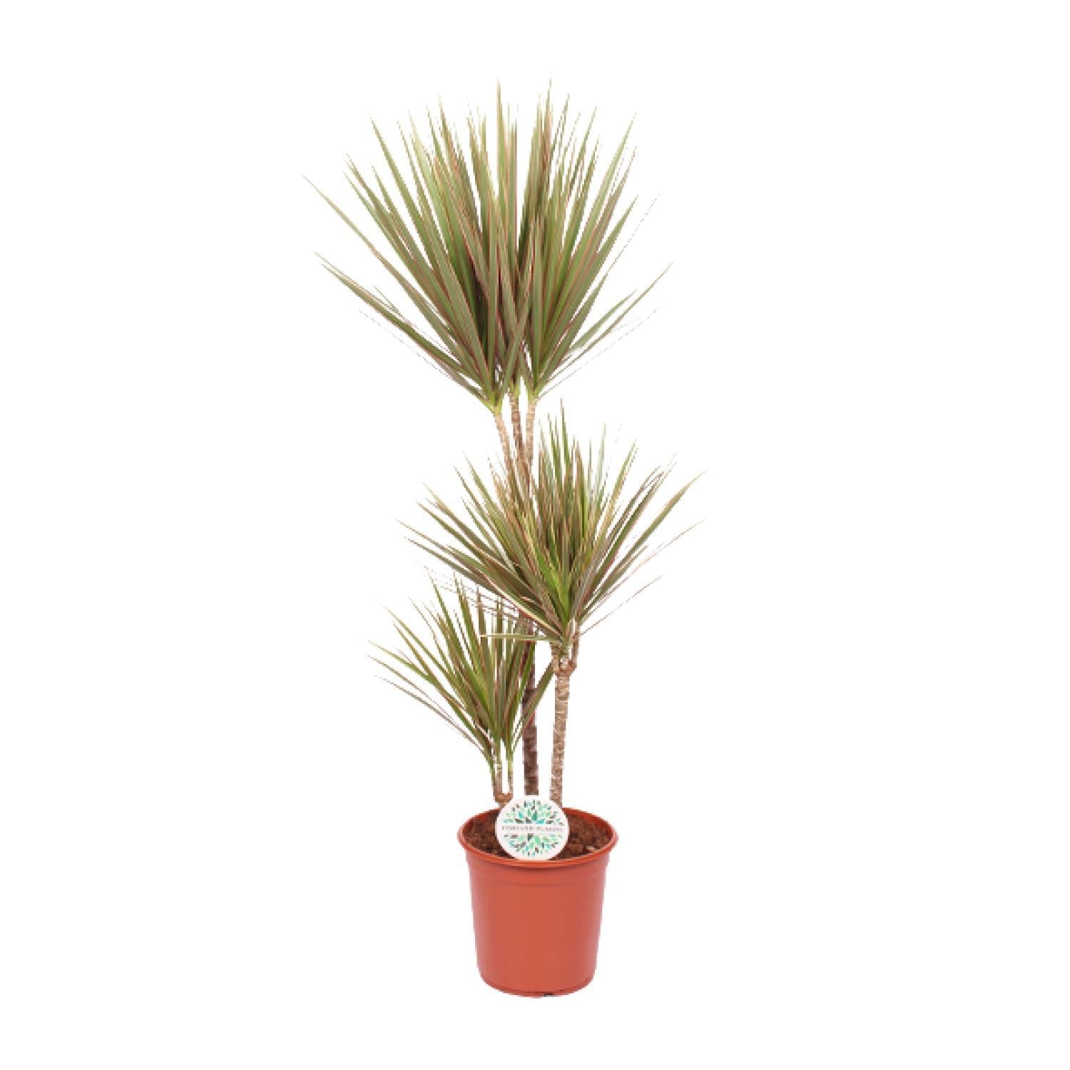 Drachenbaum zweifarbig - Ø24cm - ↕115cm