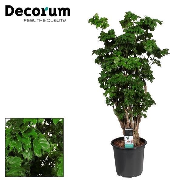 Polyscias Roble Vertakt - Ø21cm - ↕80cm