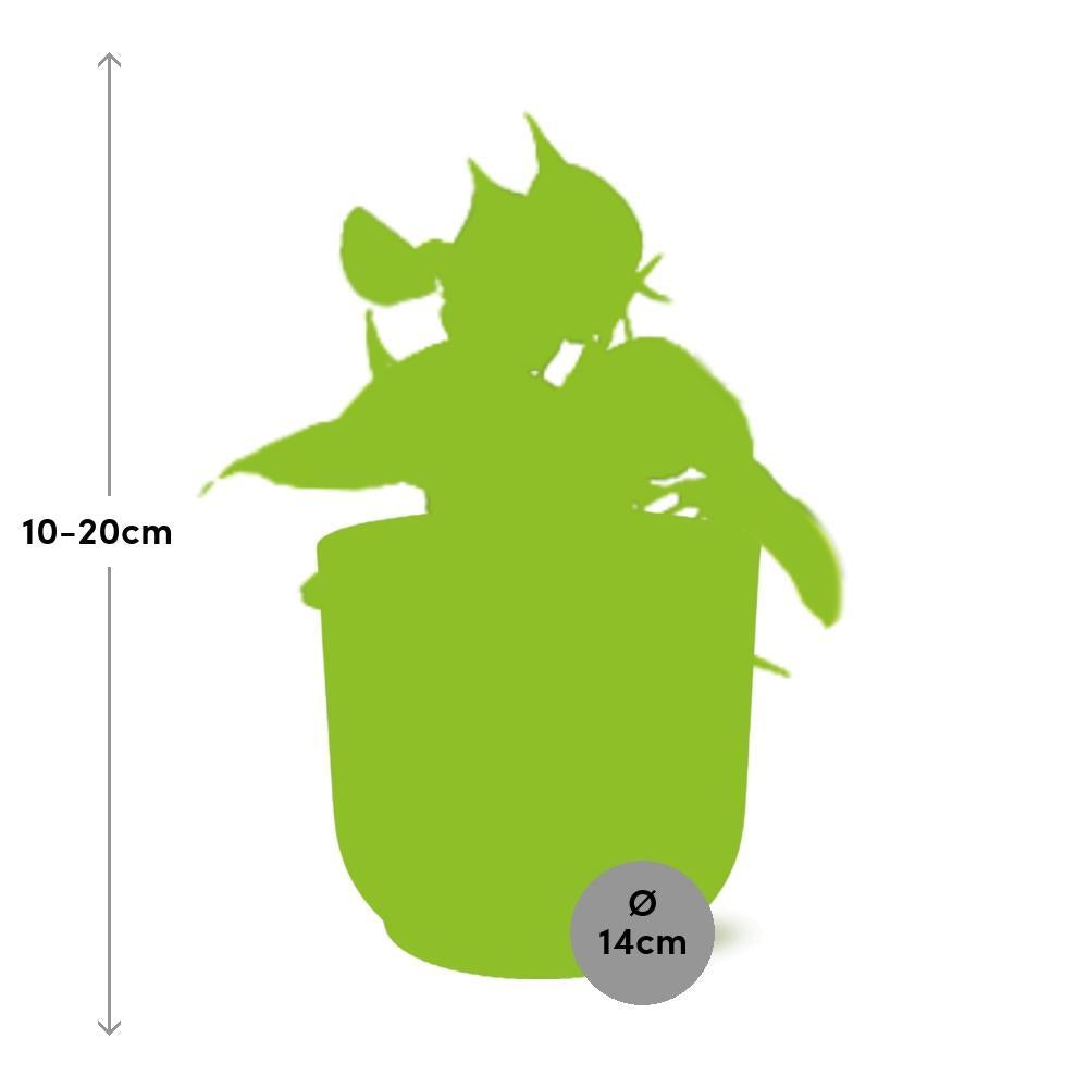 Philodendron Scandens 'Brasil' in ELHO Vibes Fold 14cm roze