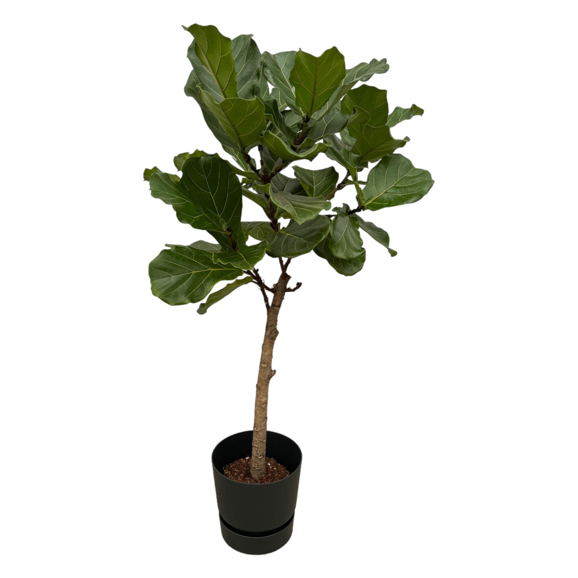 Ficus Lyrata Stam einschließlich der Greenville Round Schwarz - 160 cm - Ø30