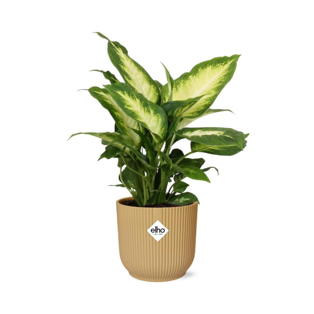 Dieffenbachia 'Camilla' in ELHO Vibes Fold 14cm gelb