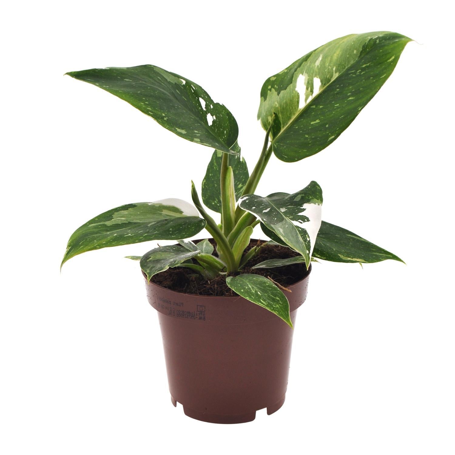 Philodendron Witte Prinses - Ø12cm - ↕25cm