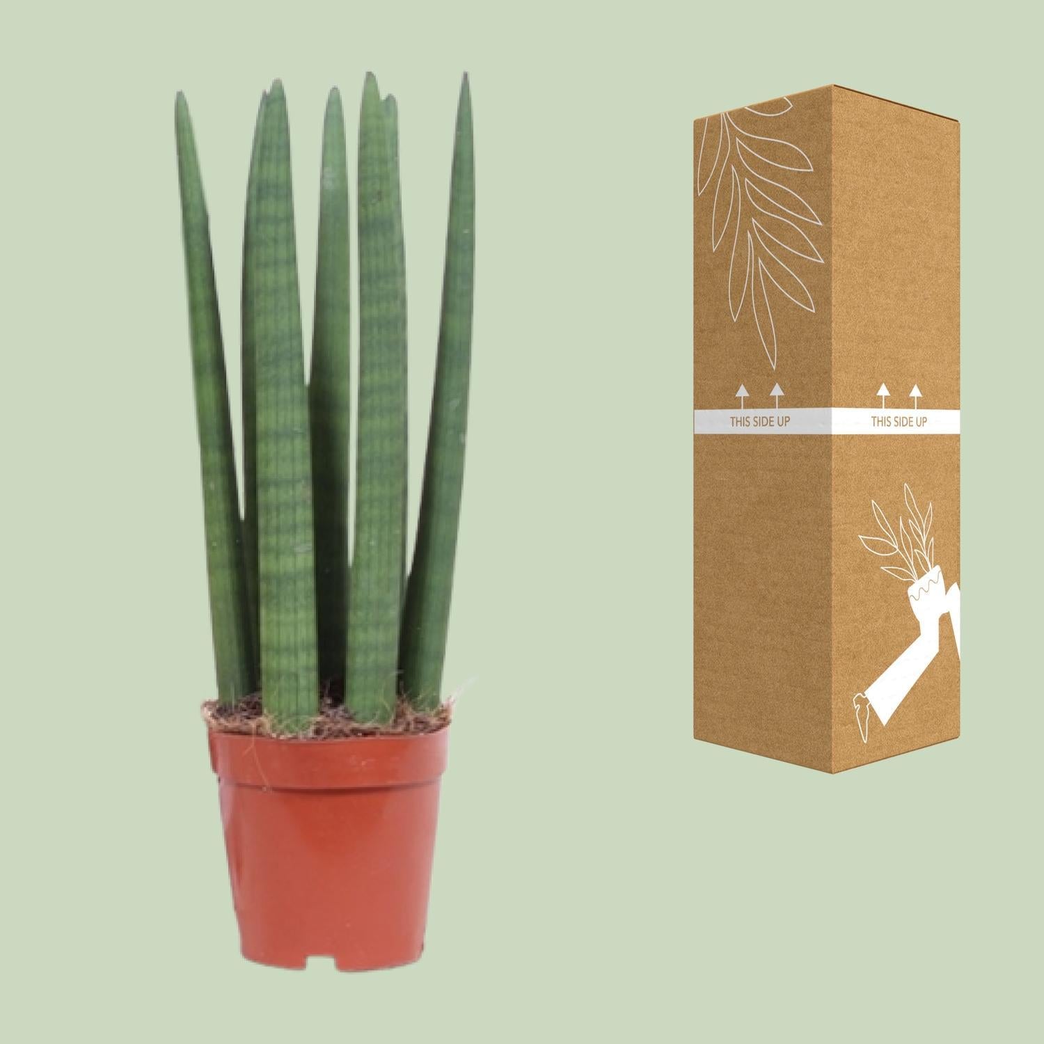 Sansevieria Recht - Ø12cm - ↕40cm