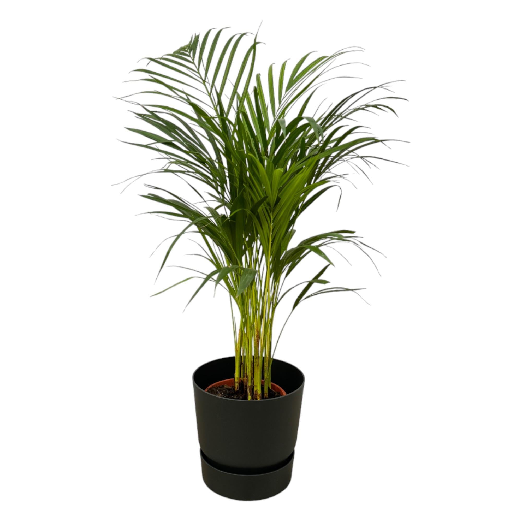 Areca palm - ?85cm - Ø19cm inclusief elho Greenville Round zwart D24xH23
