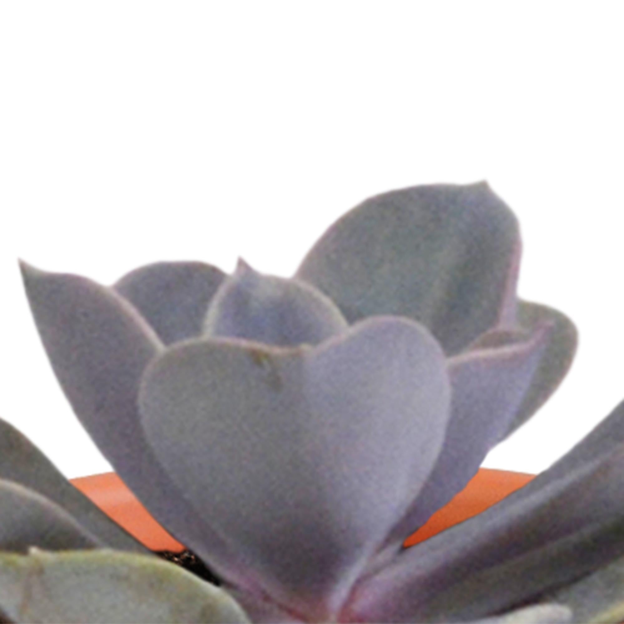 Cactus en vetplantenmix 5,5 cm | 15 stuks - in terracotta pot