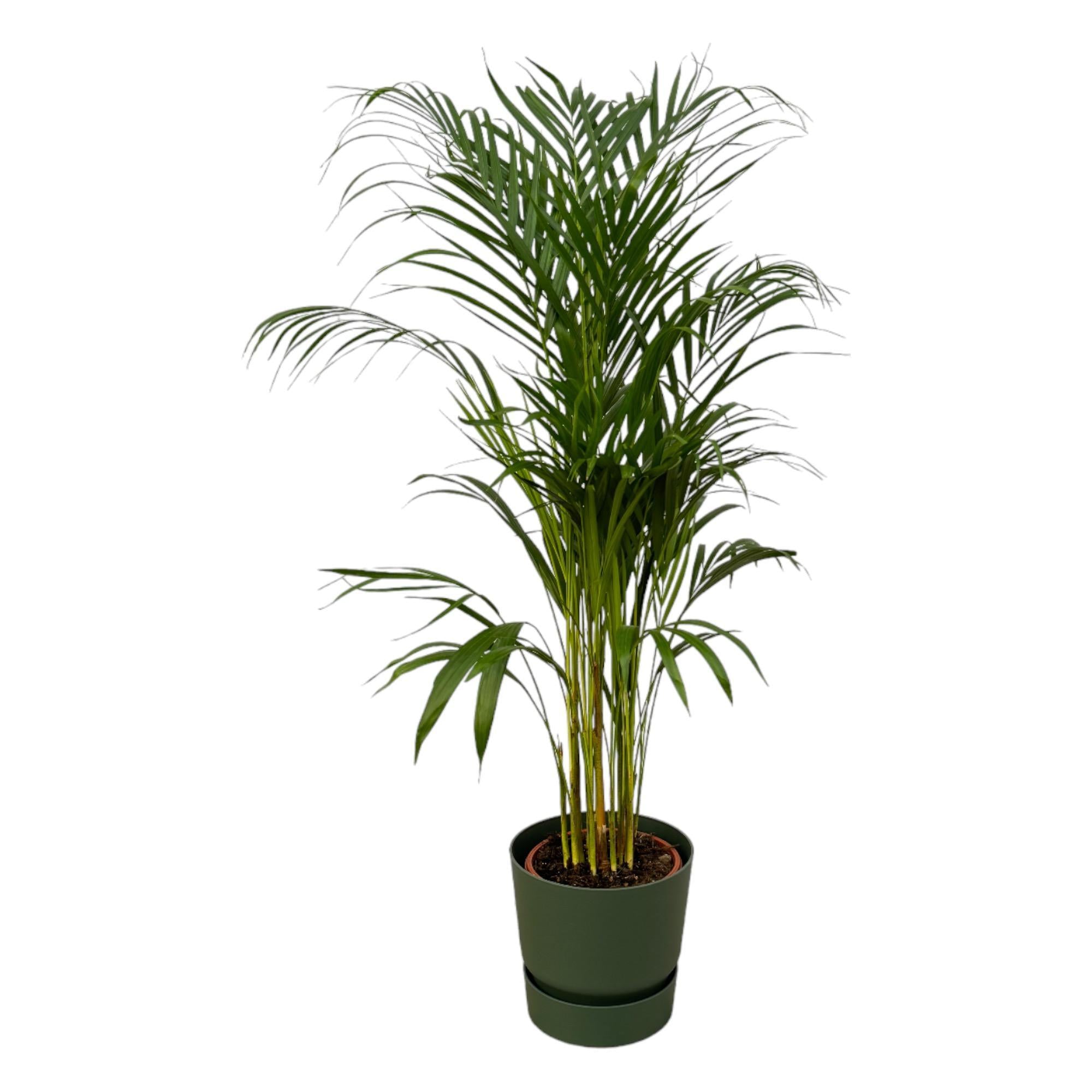 Areca palm - ?110cm - Ø21cm inclusief elho Greenville Rond groen D24xH23