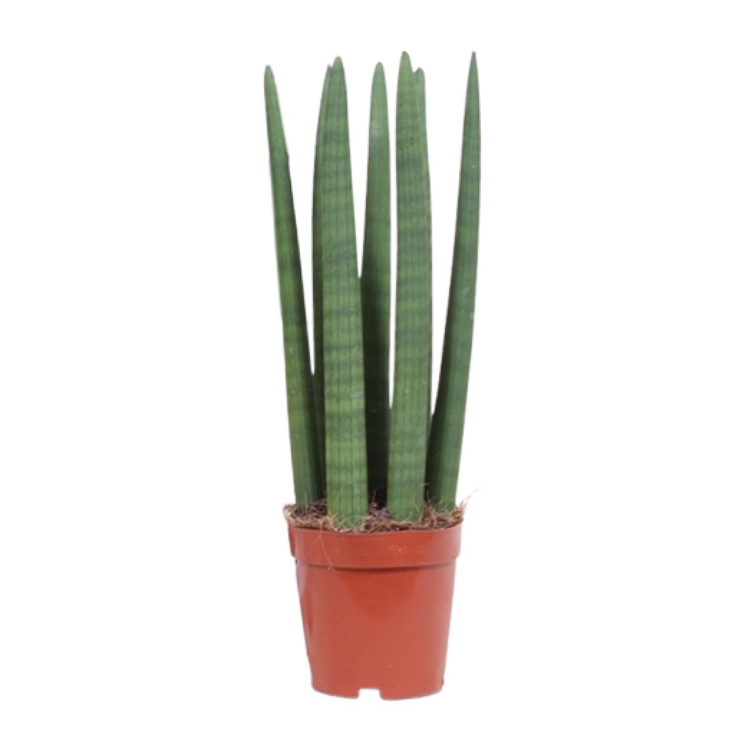 Sansevieria Recht - Ø12cm - ↕40cm