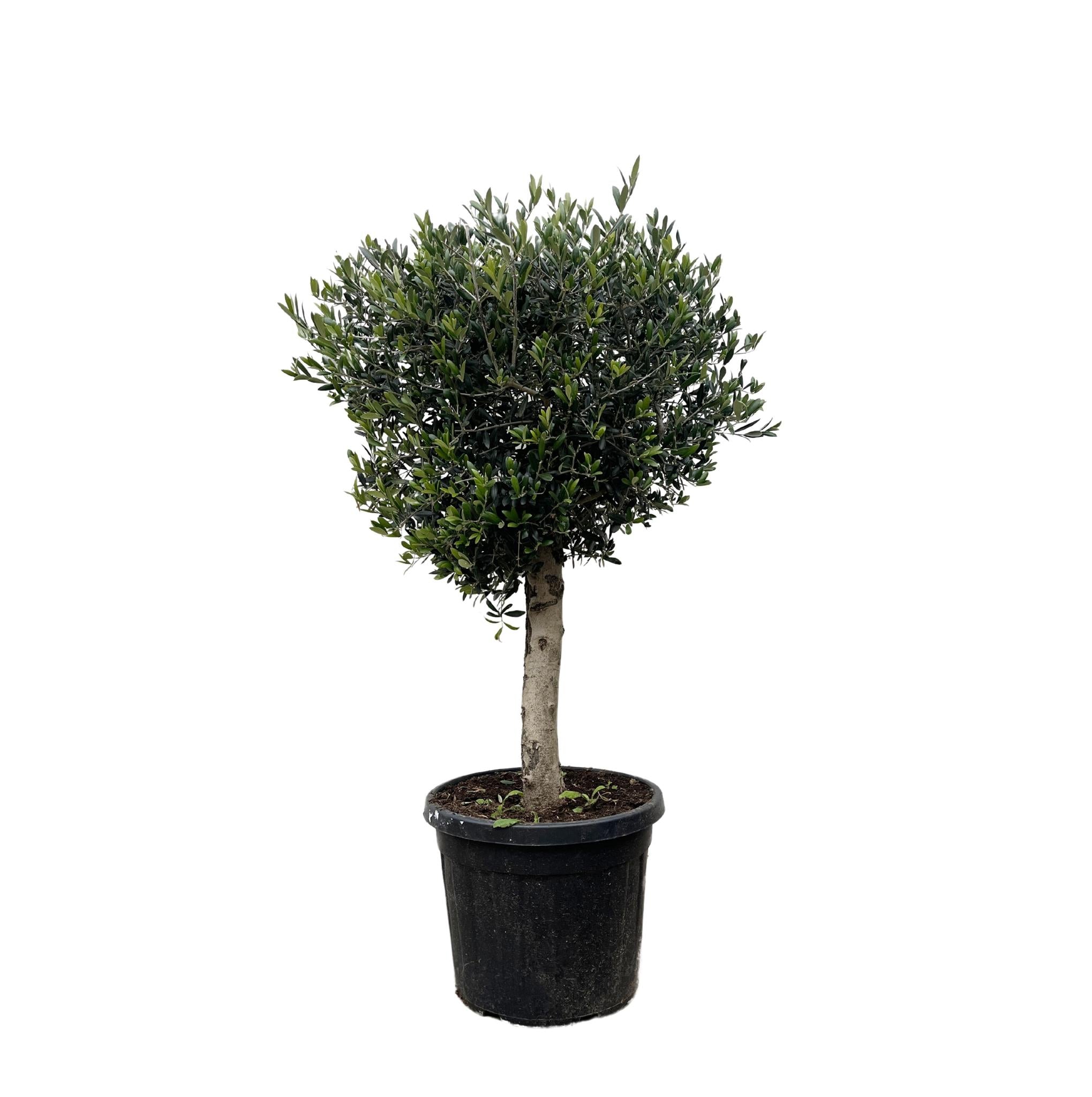 Olea Europaea Lorc - 180cm- Ø50