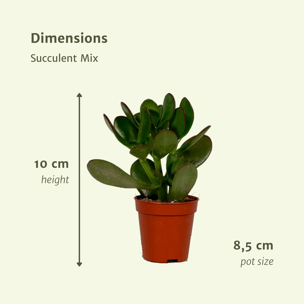 Everspring - Succulenten Mix - 18 stuks - 10 cm - Ø8,5