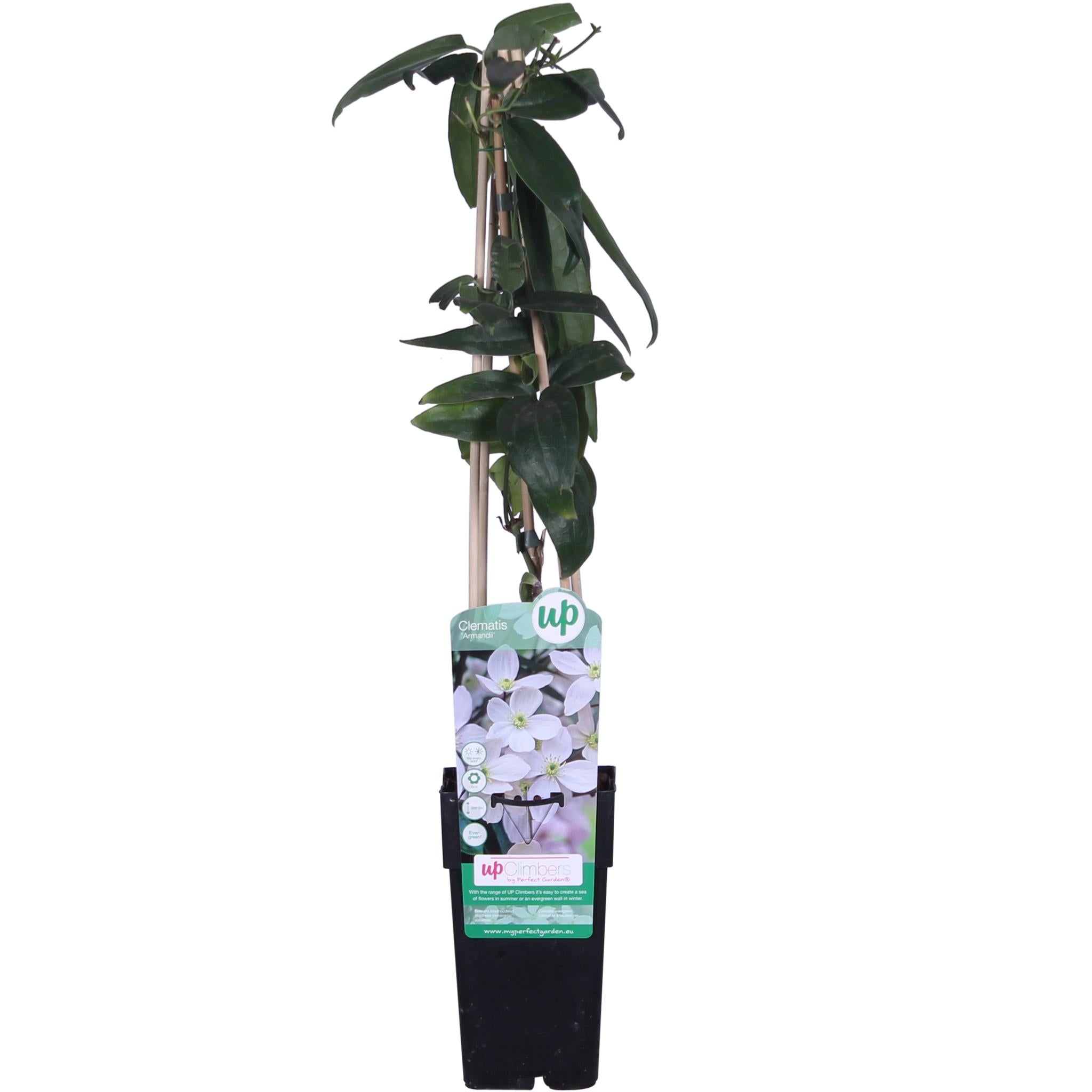 Clematis armandii - Groenblijvende Clematis Wit