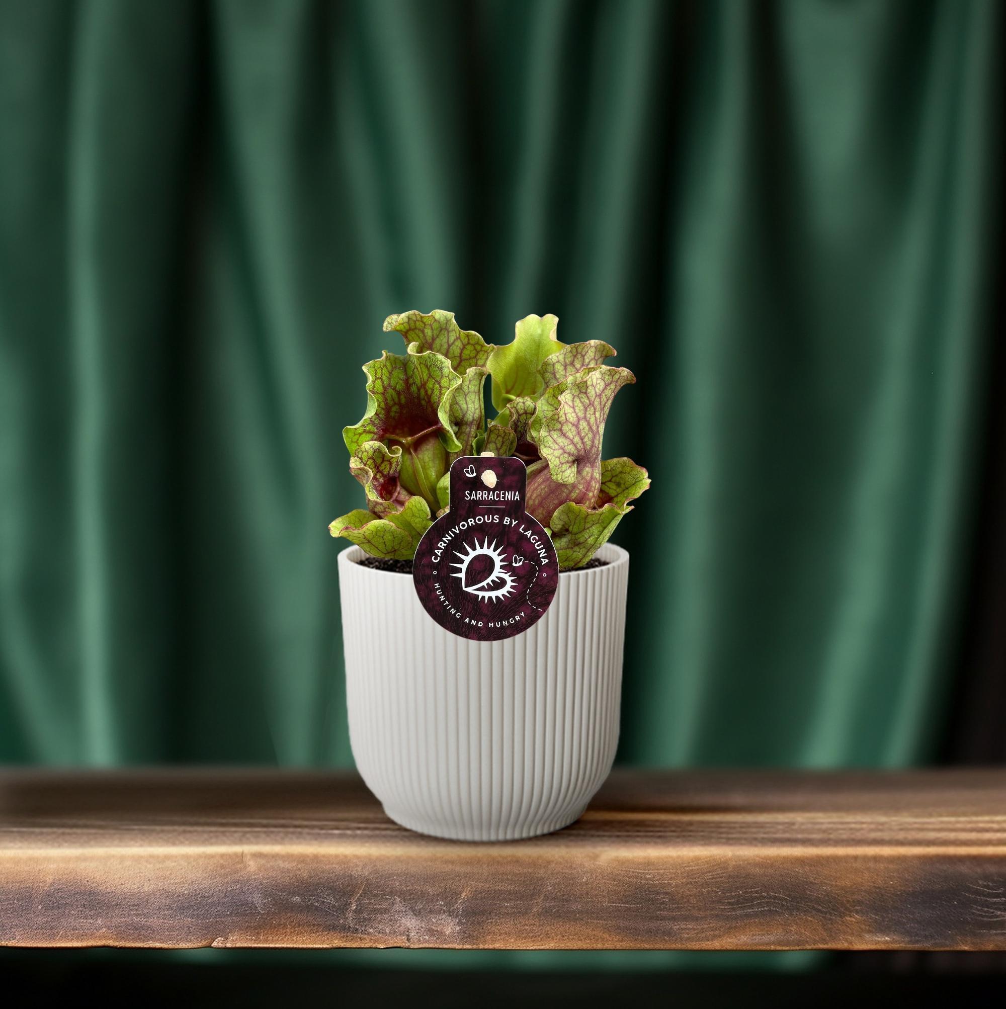 Sarracenia - Ø12 ↕20